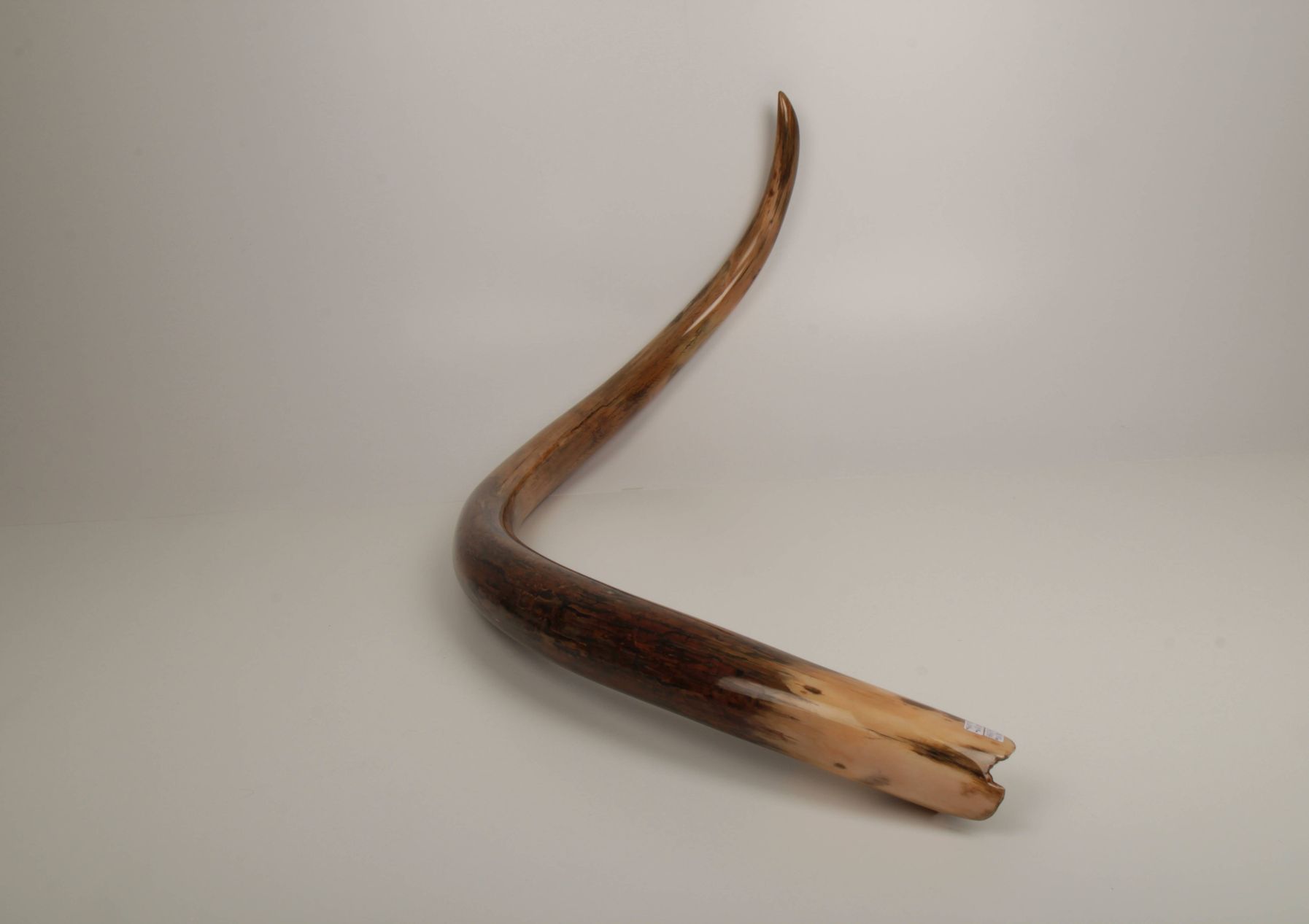 Restored woolly mammoth tusk