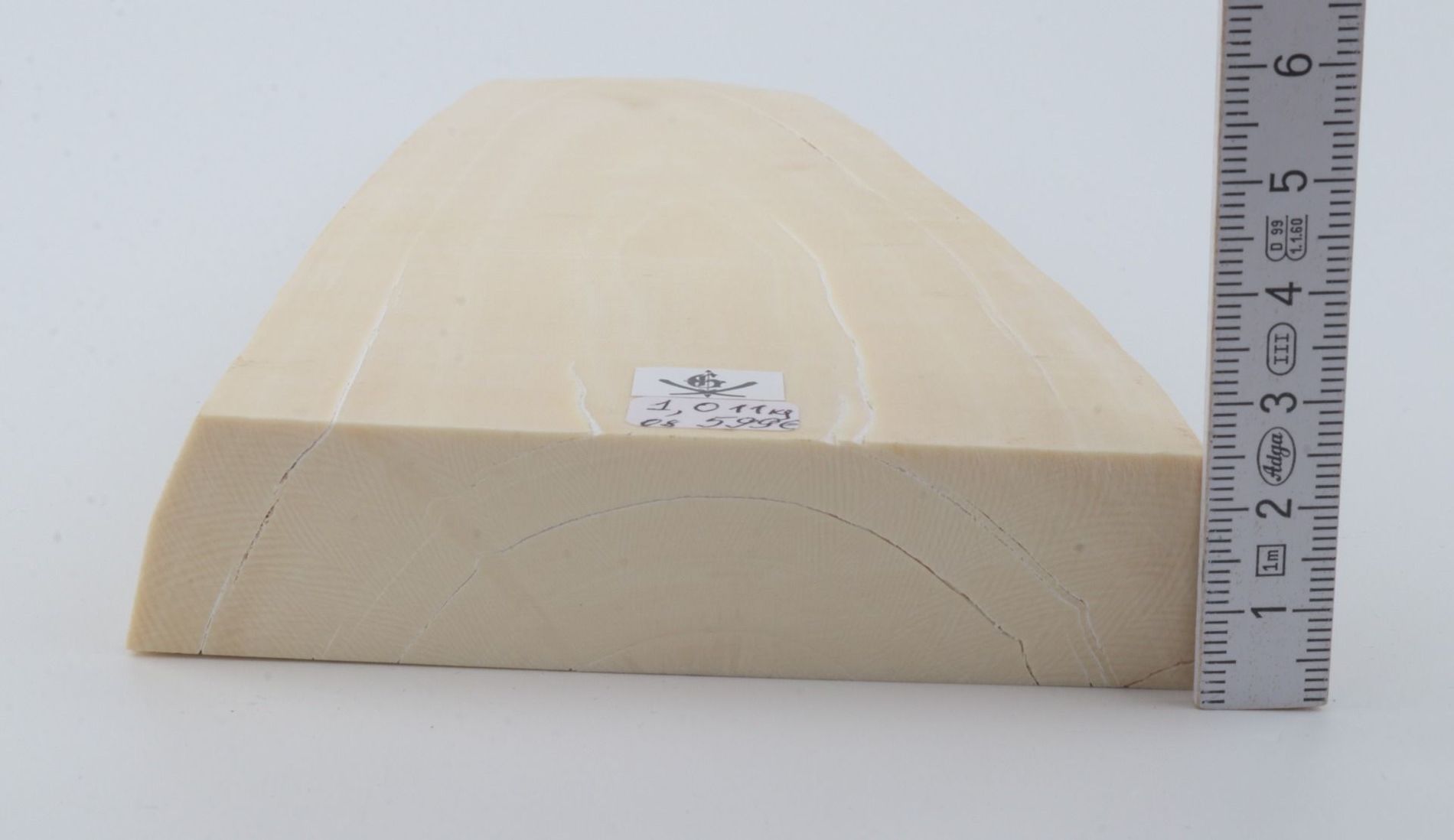 White mammoth ivory segment