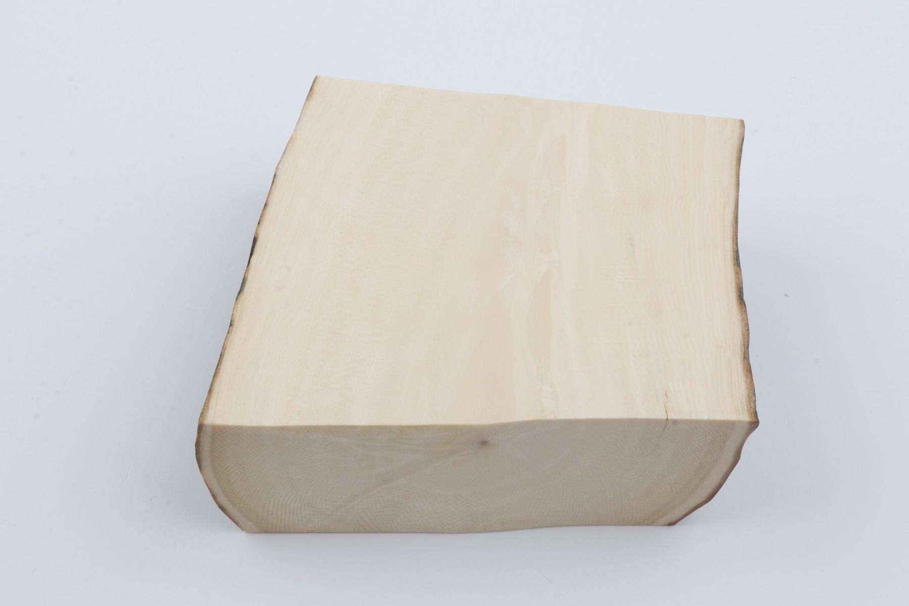 White mammoth ivory segment