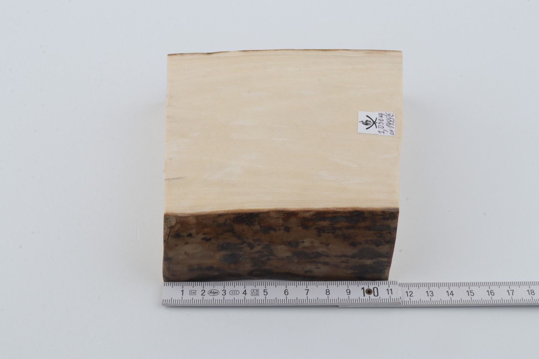 White mammoth ivory segment