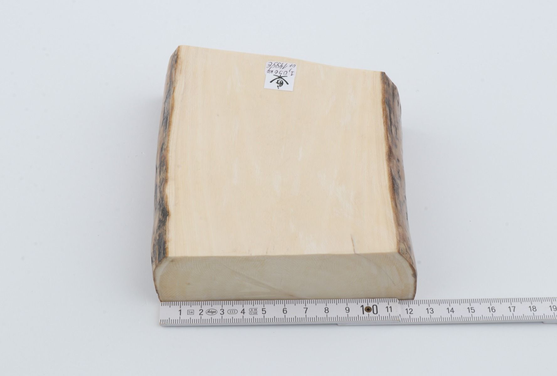 White mammoth ivory segment