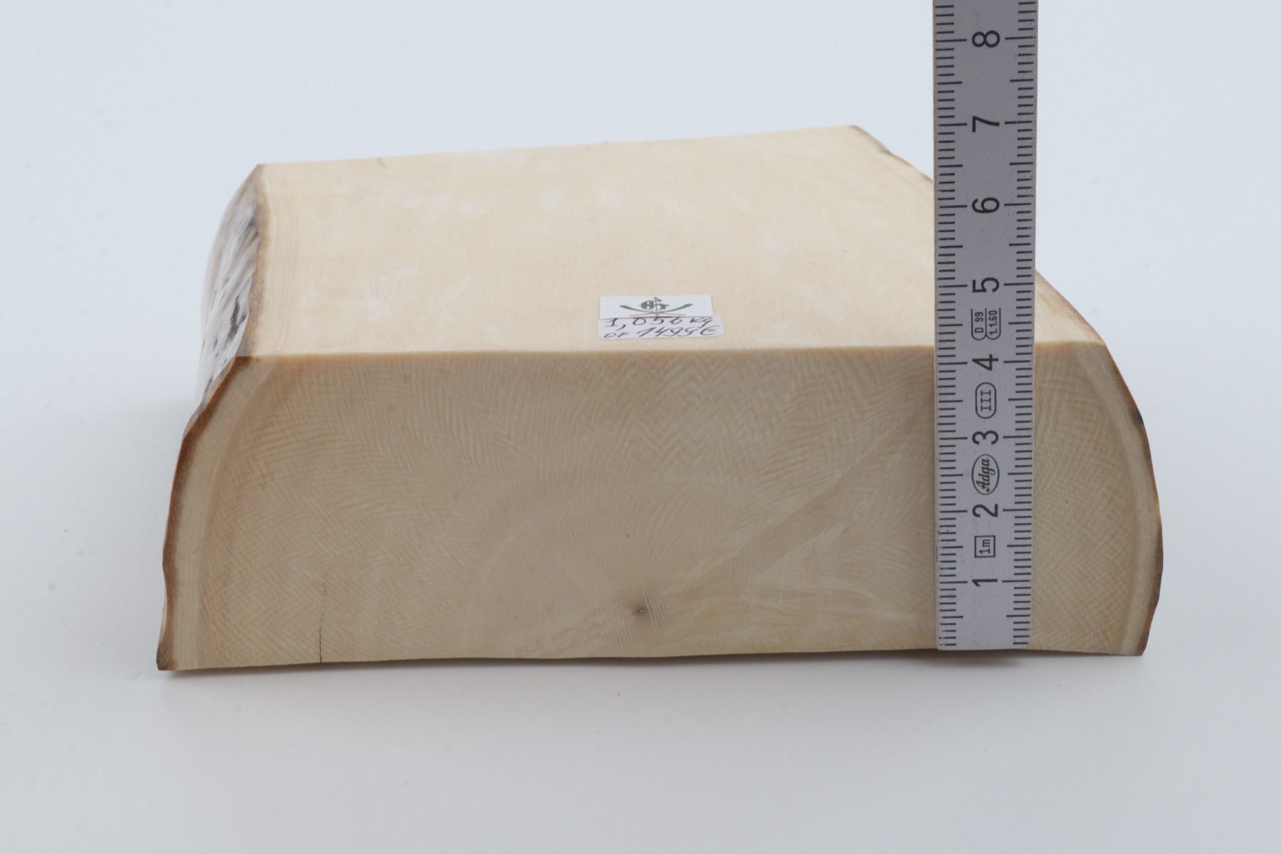 White mammoth ivory segment