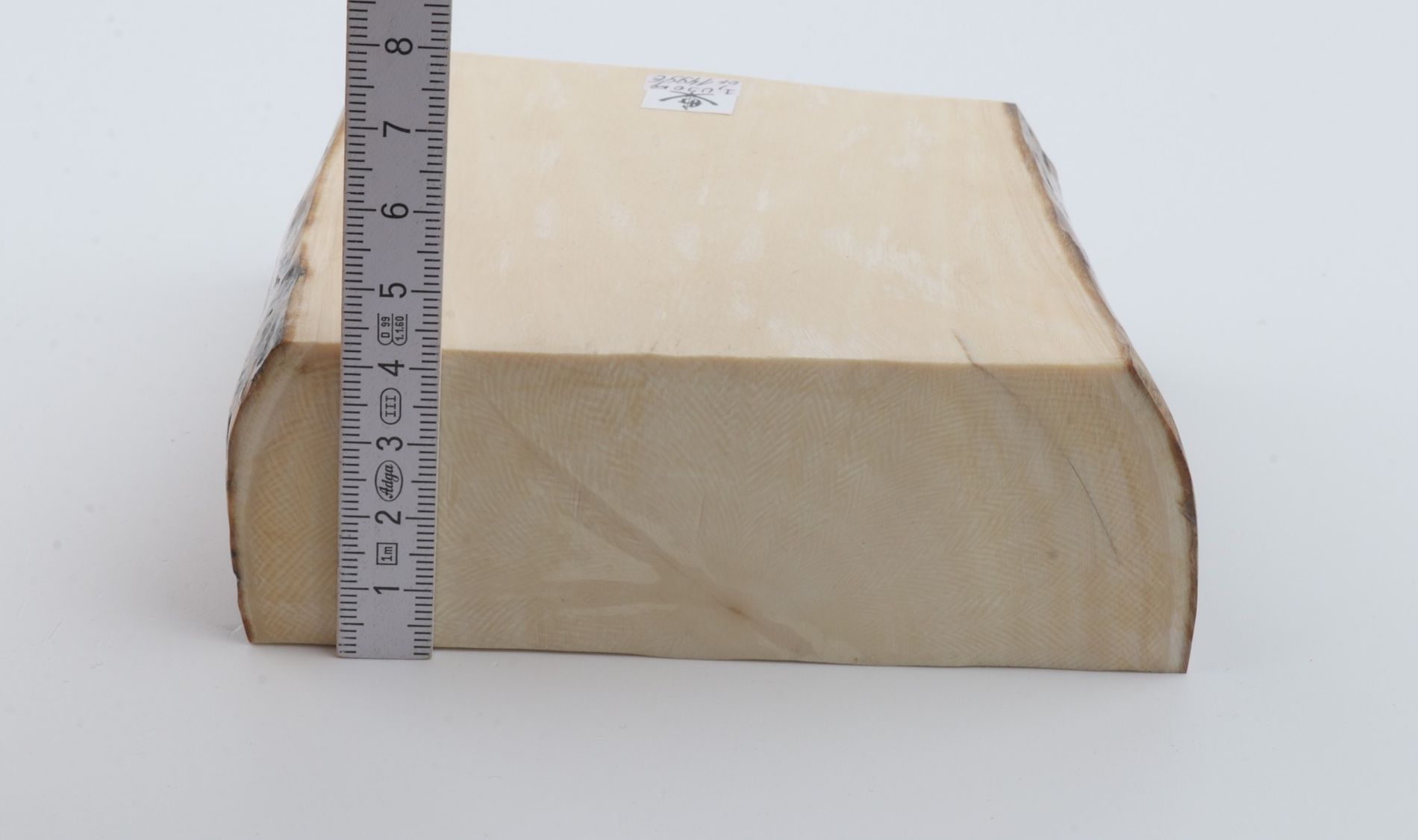 White mammoth ivory segment