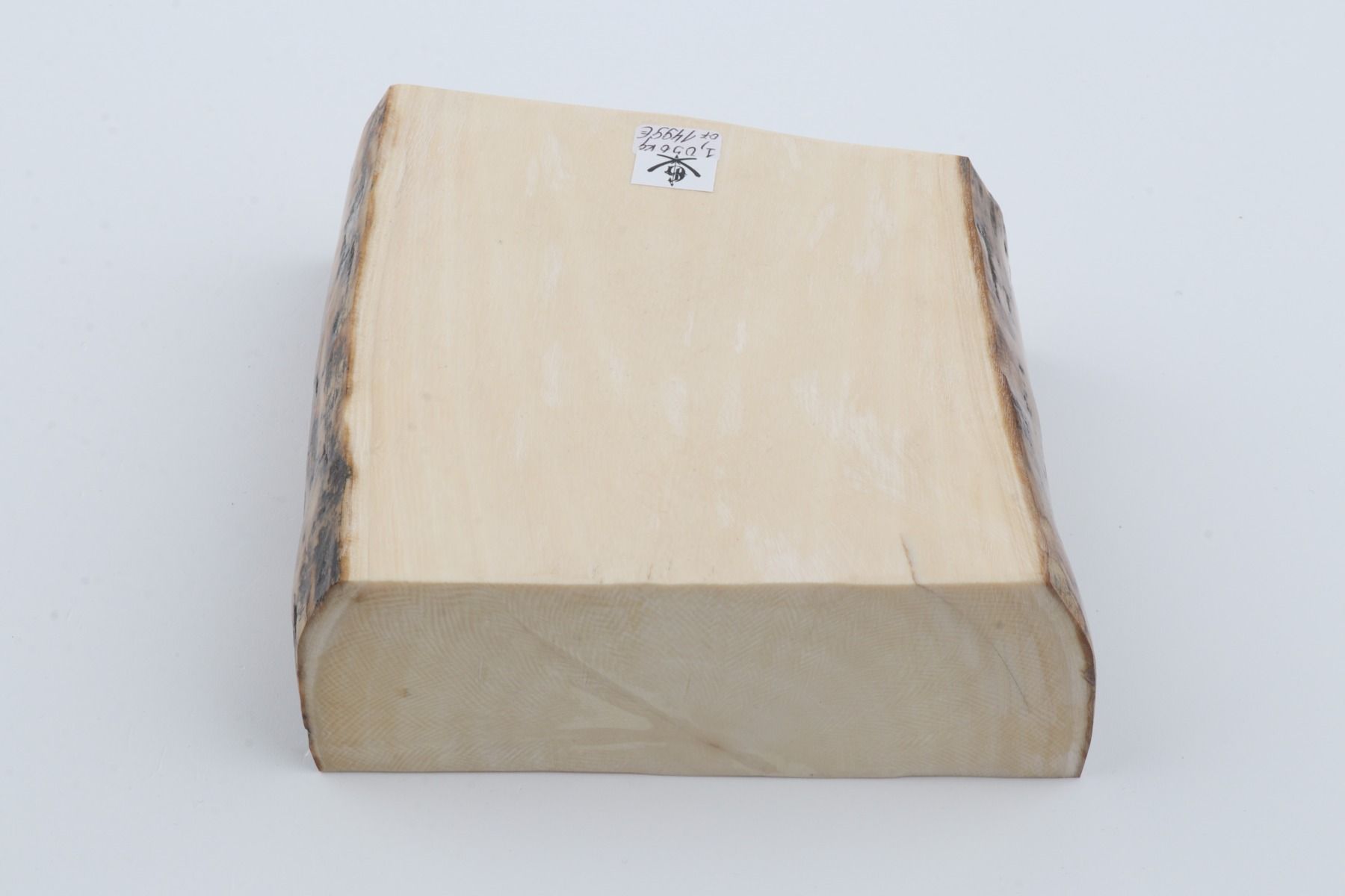 White mammoth ivory segment