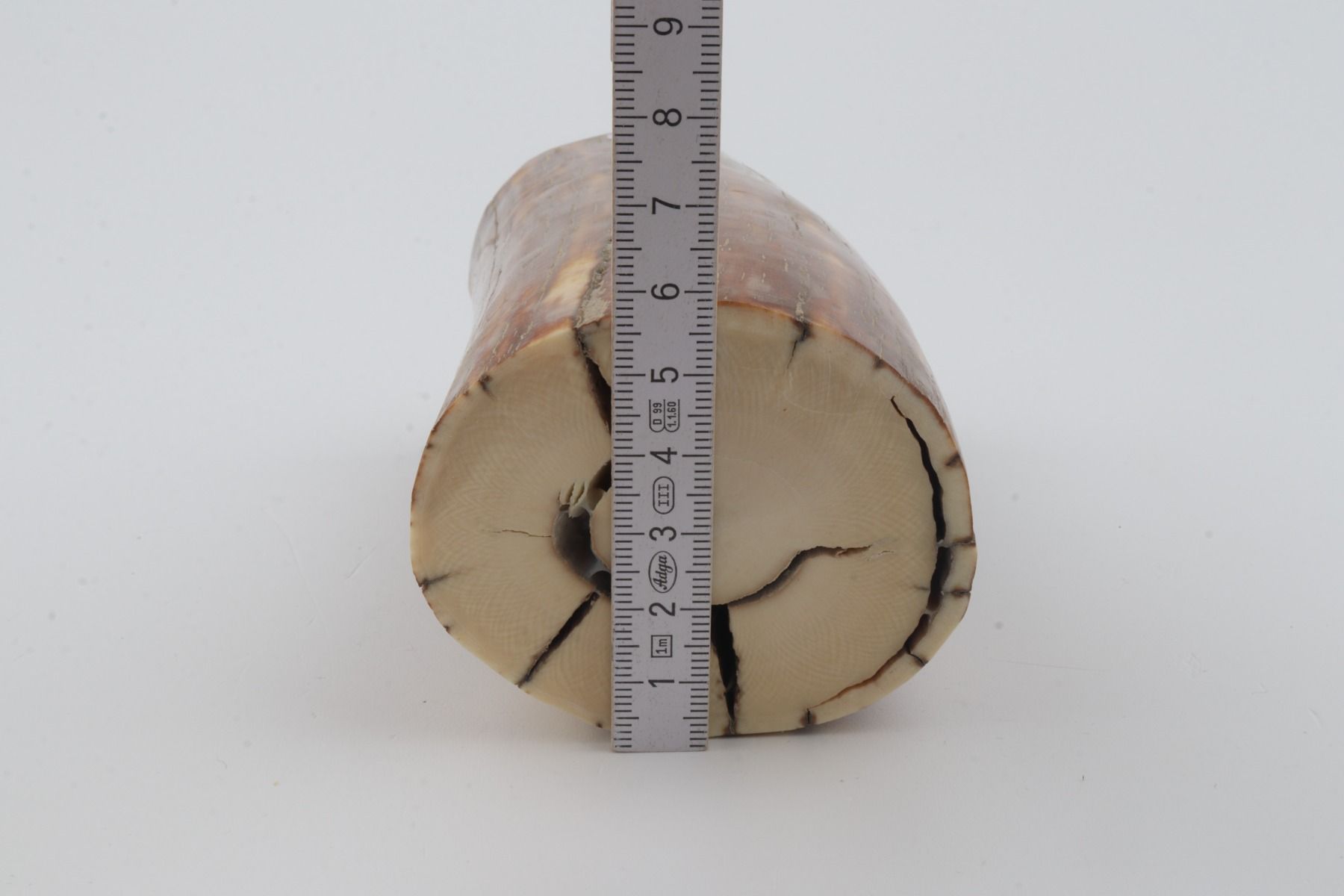 Natural mammoth ivory piece