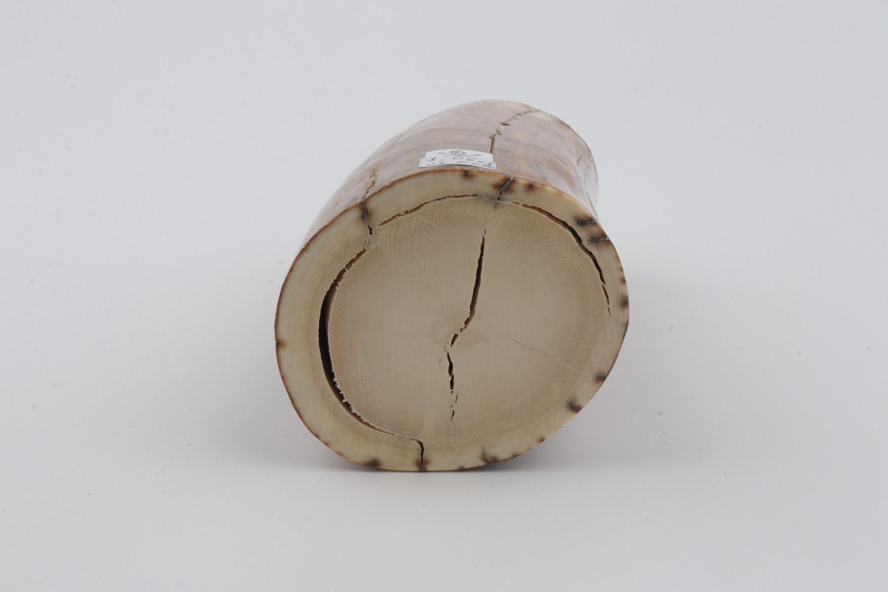 Natural mammoth ivory piece