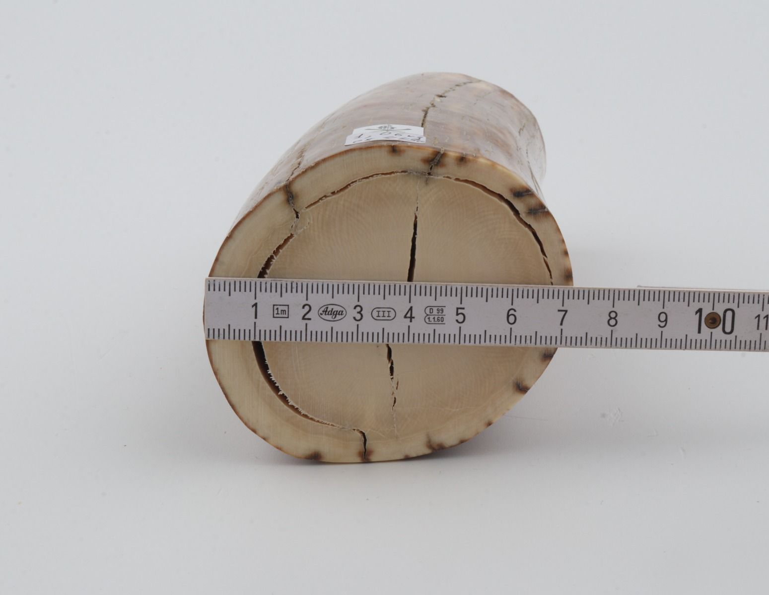 Natural mammoth ivory piece