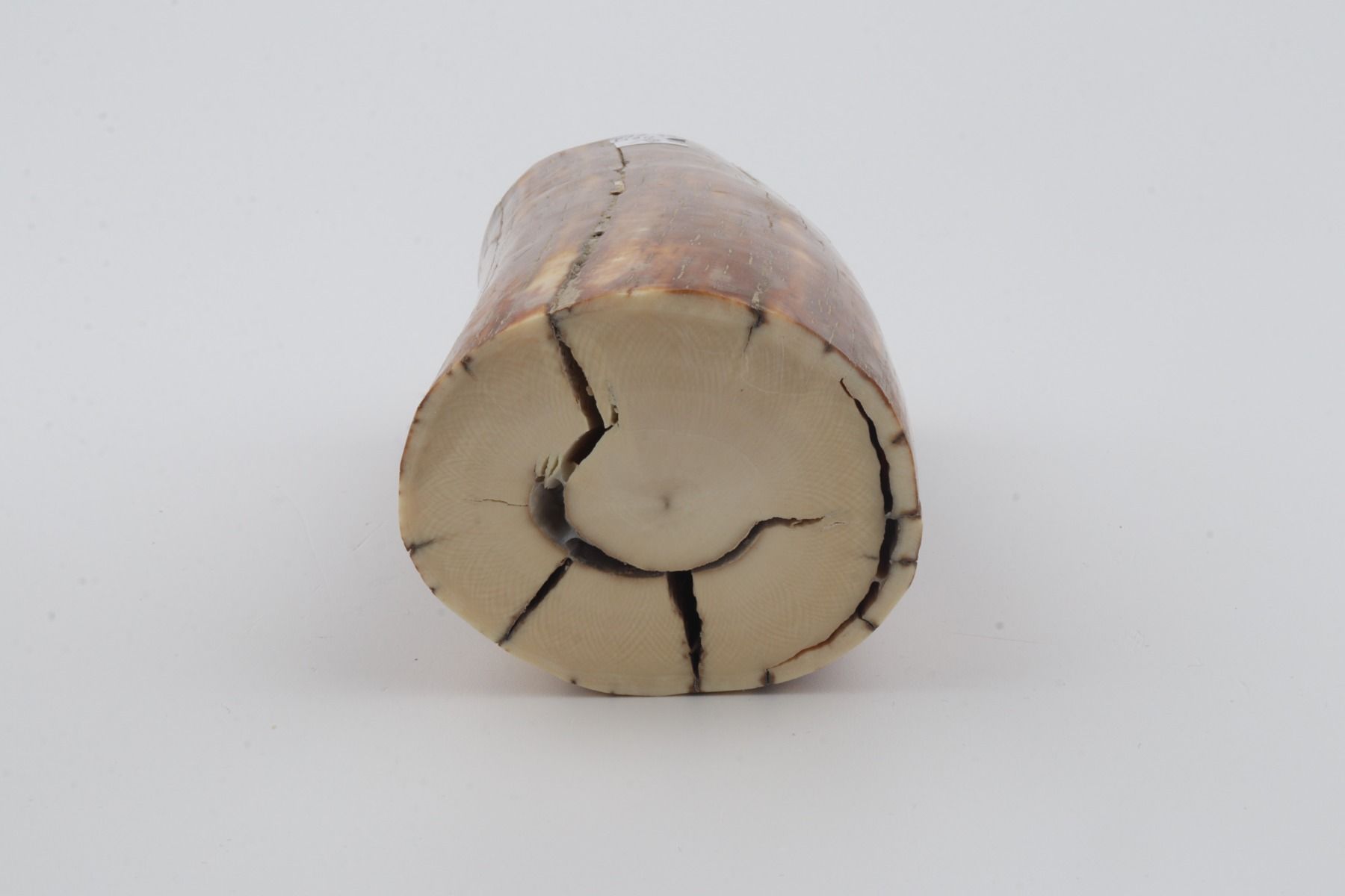 Natural mammoth ivory piece