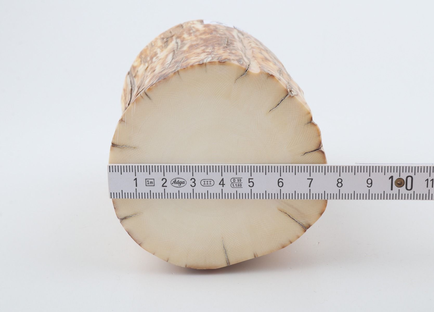 Round mammoth ivory piece