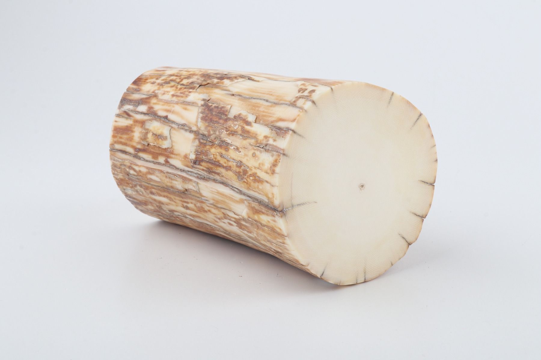 Round mammoth ivory piece