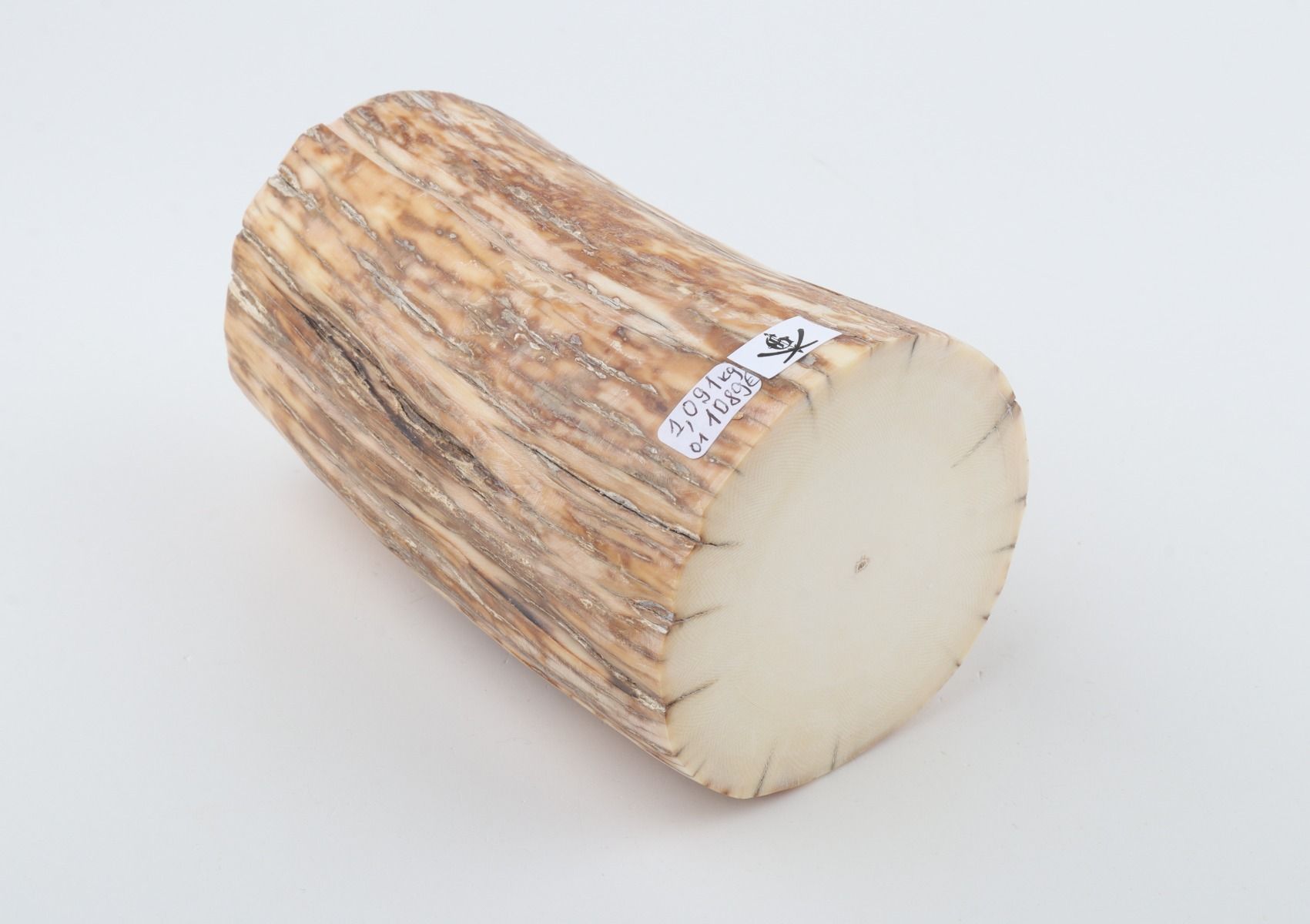 Round mammoth ivory piece