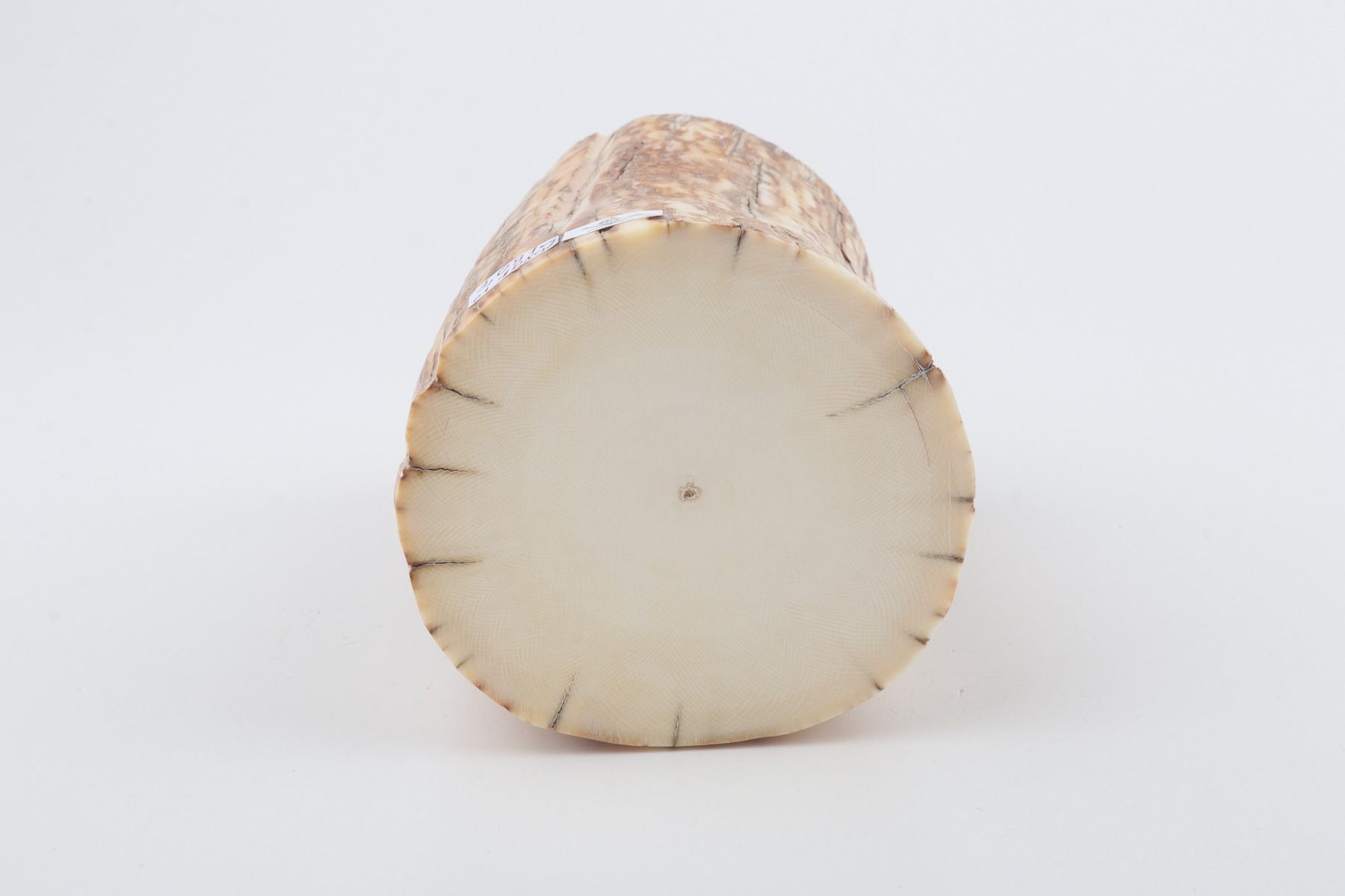Round mammoth ivory piece