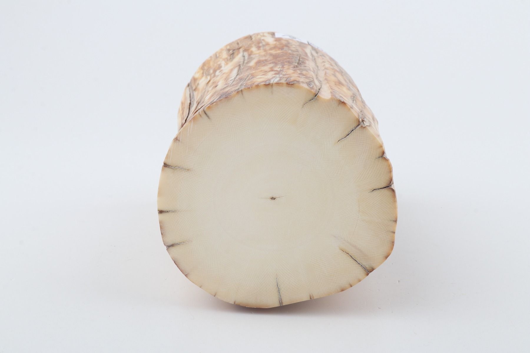 Round mammoth ivory piece