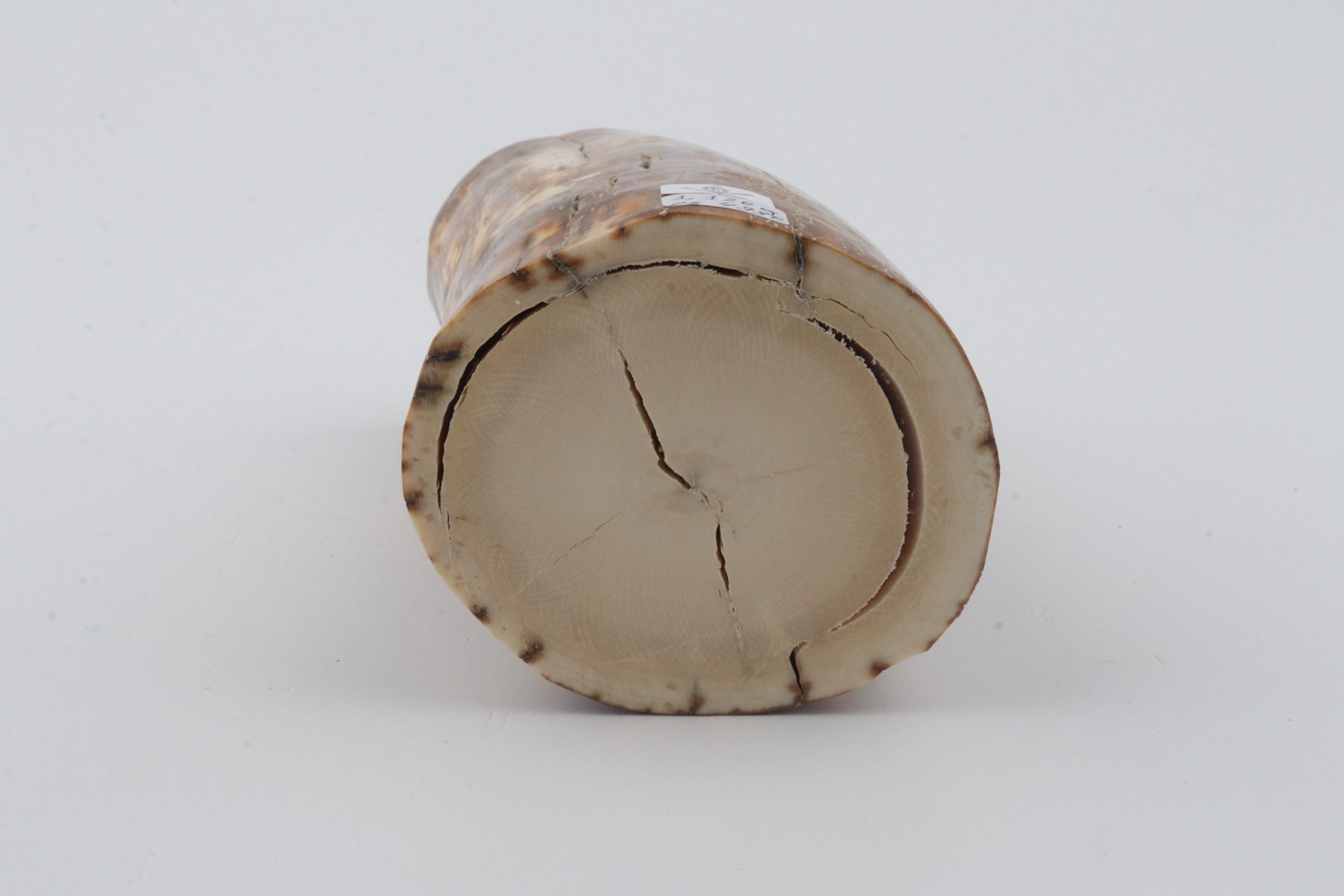 Natural mammoth ivory piece