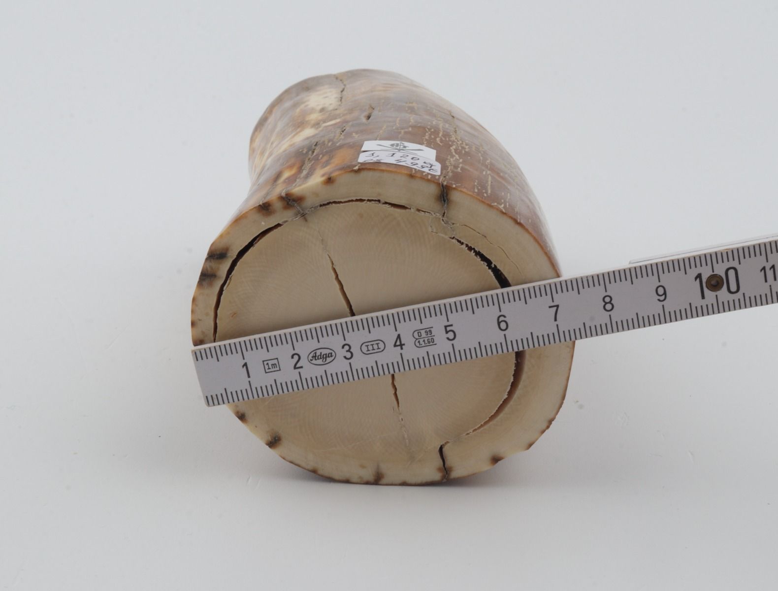 Natural mammoth ivory piece