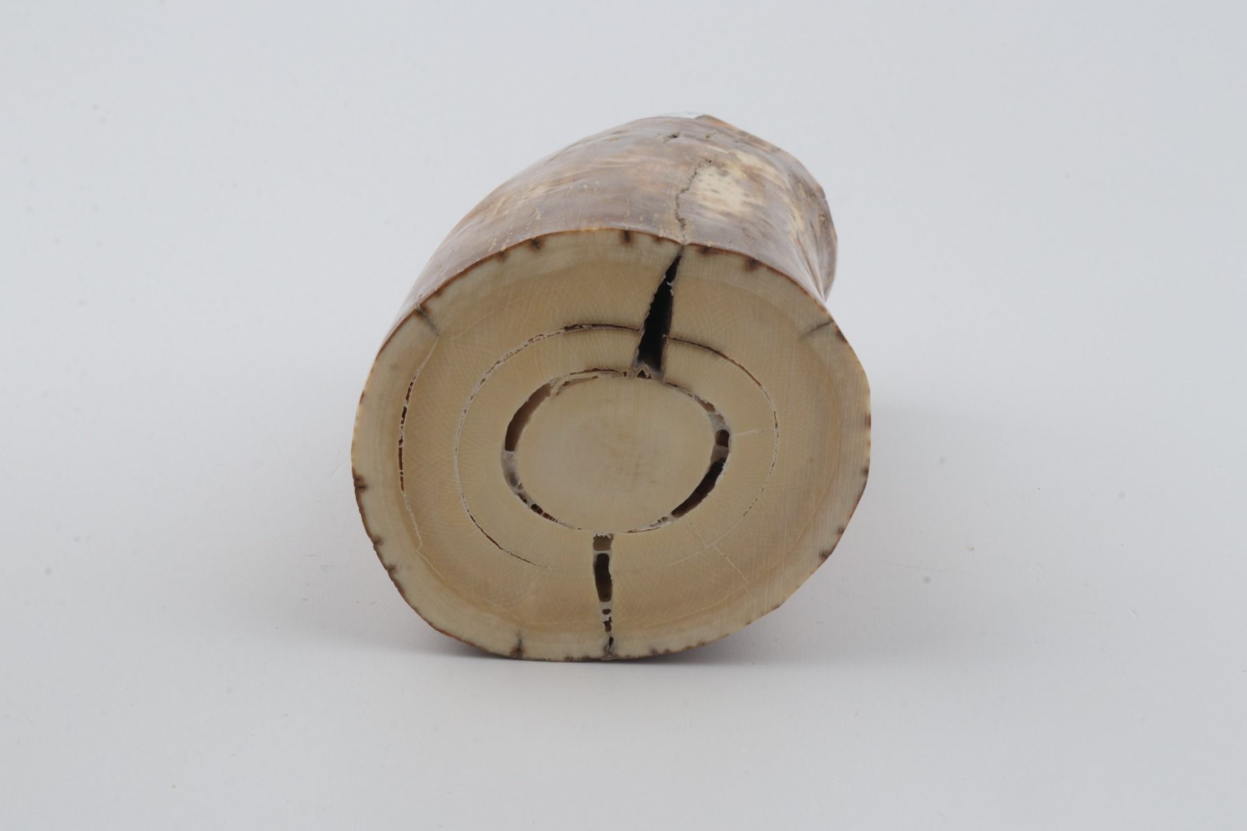 Natural mammoth ivory piece
