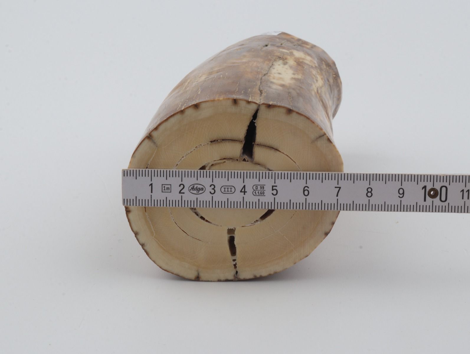 Natural mammoth ivory piece