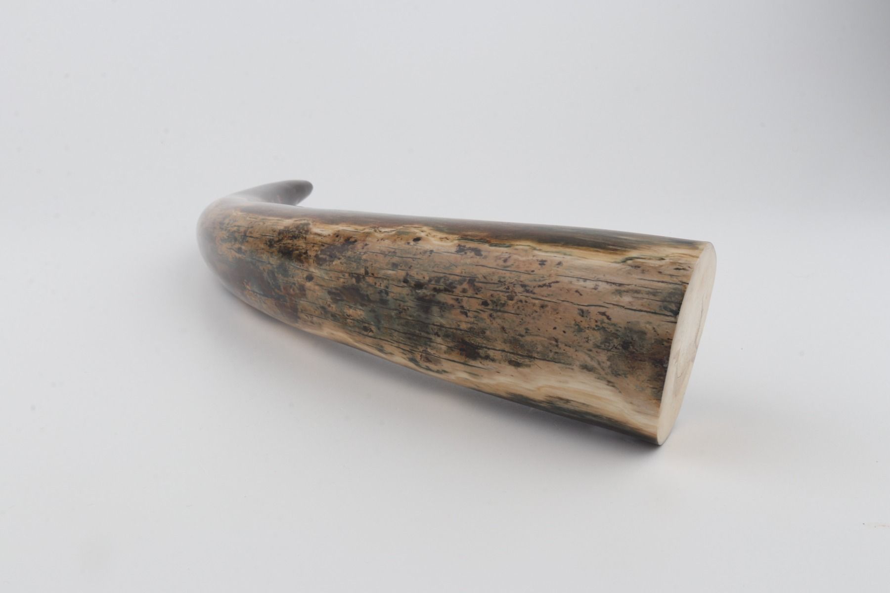 Restored mammoth tusk tip