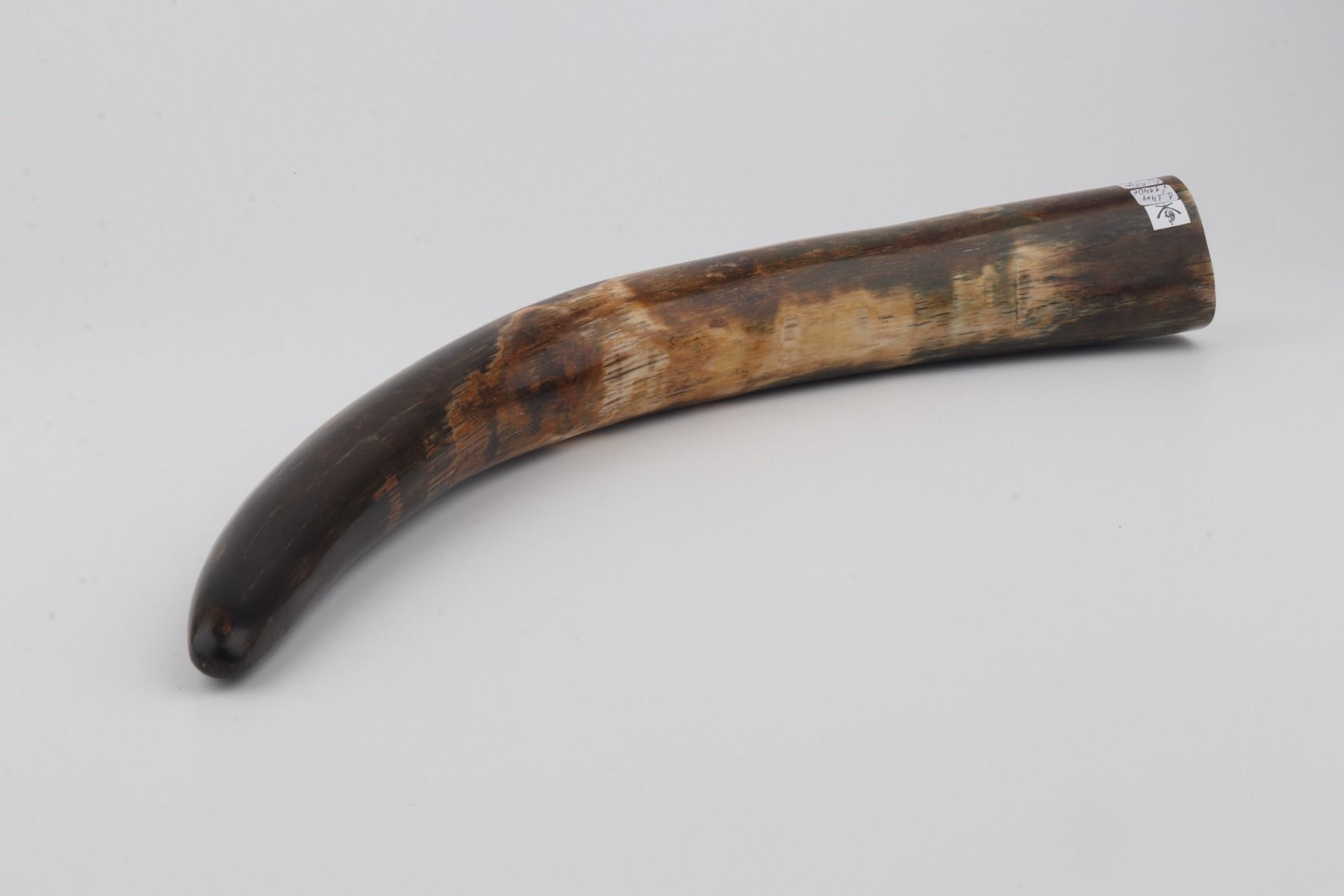 Restored mammoth tusk tip