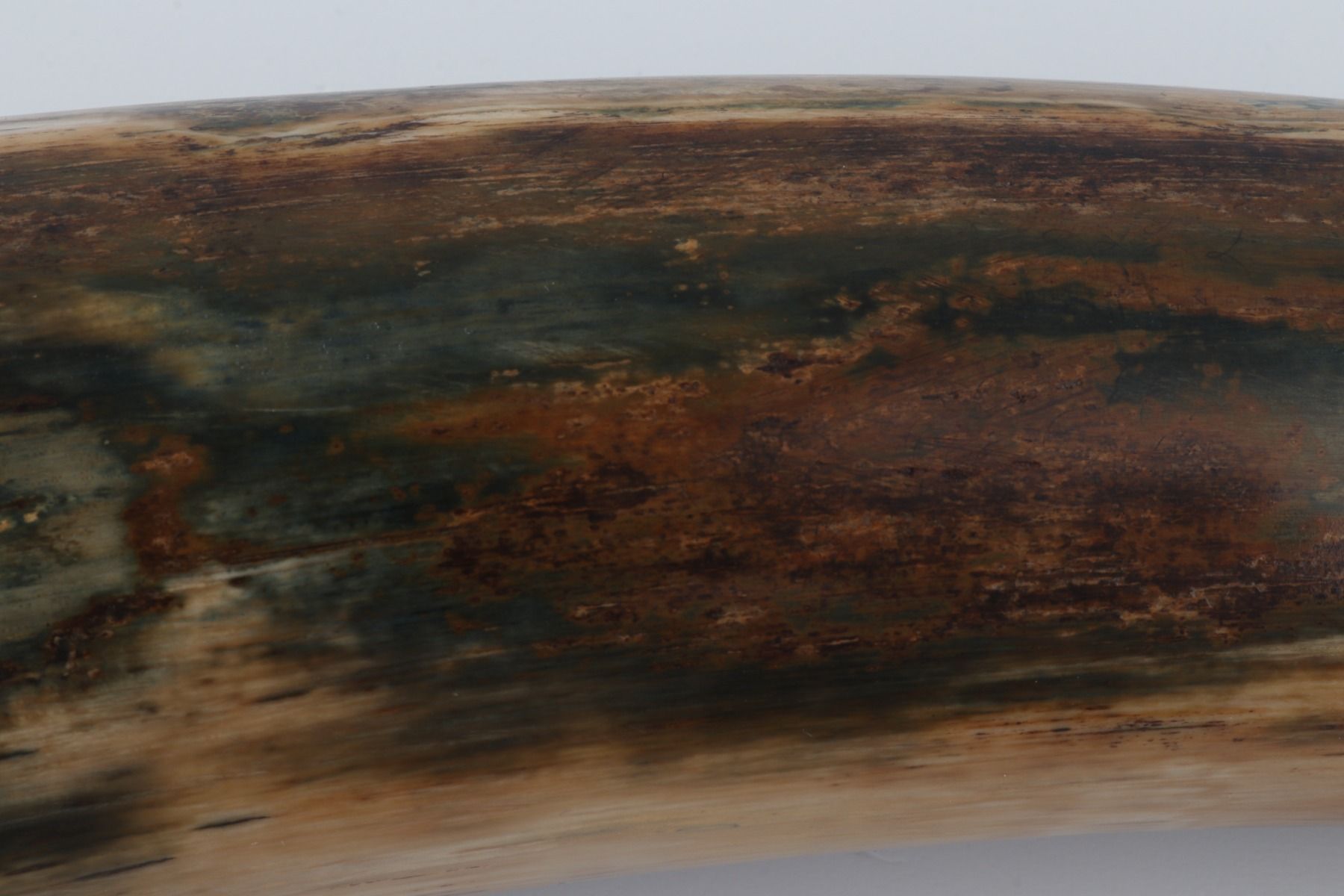 Restored mammoth tusk tip