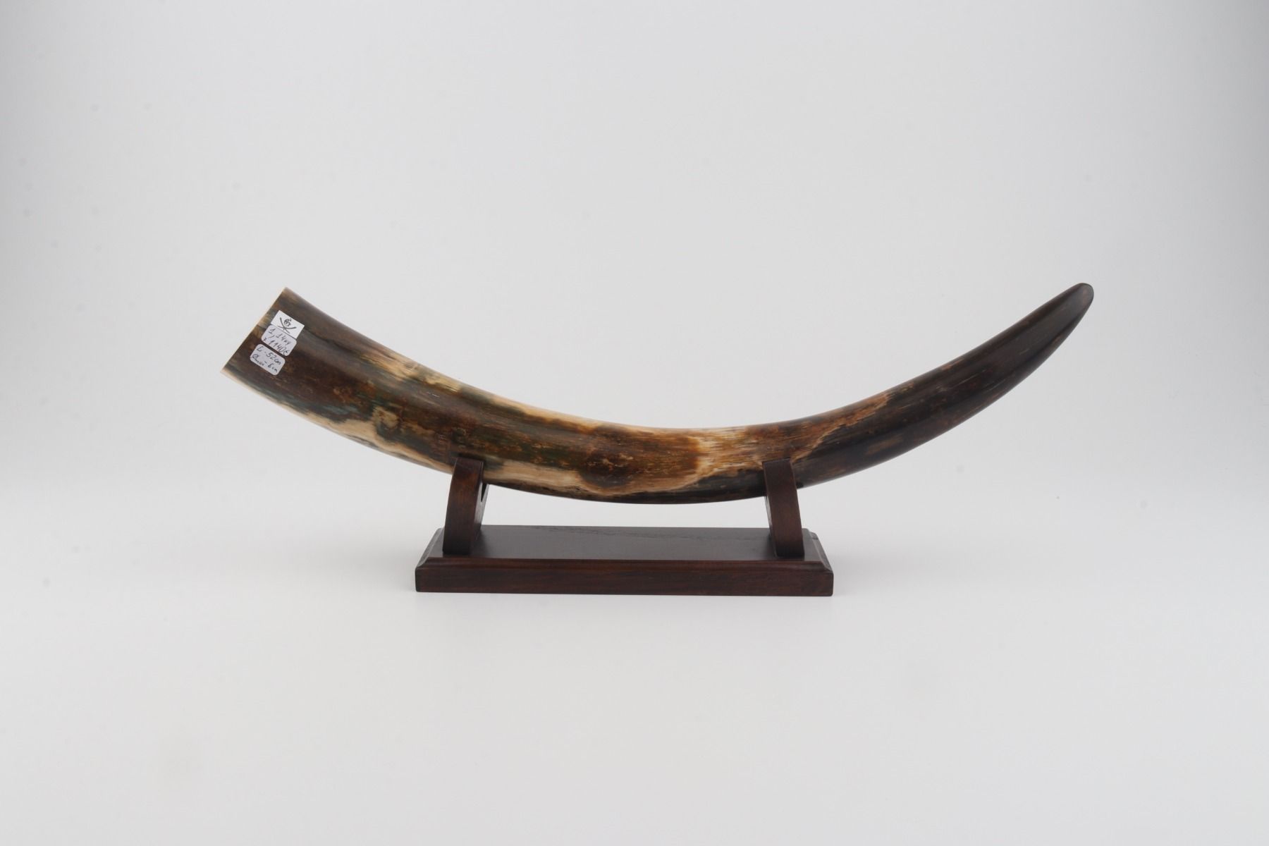 Restored mammoth tusk tip