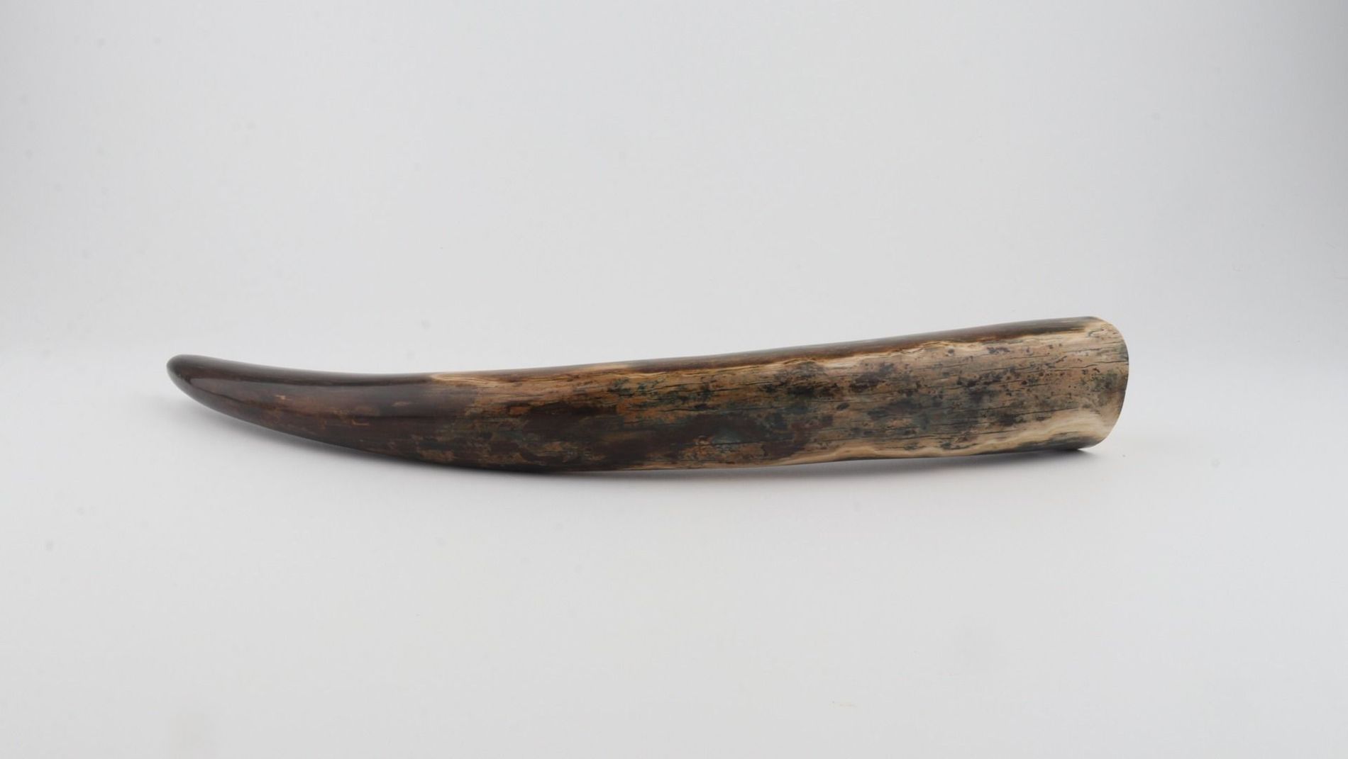 Restored mammoth tusk tip