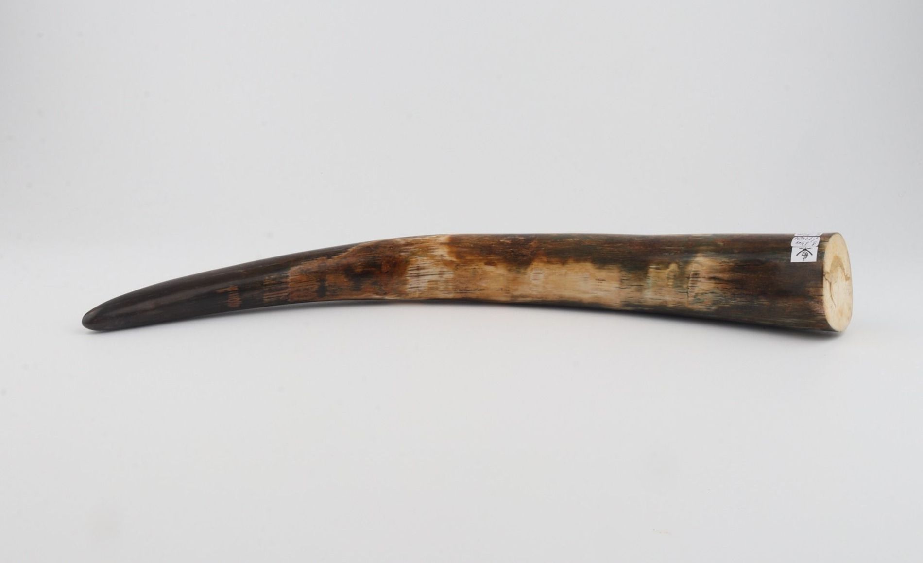 Restored mammoth tusk tip