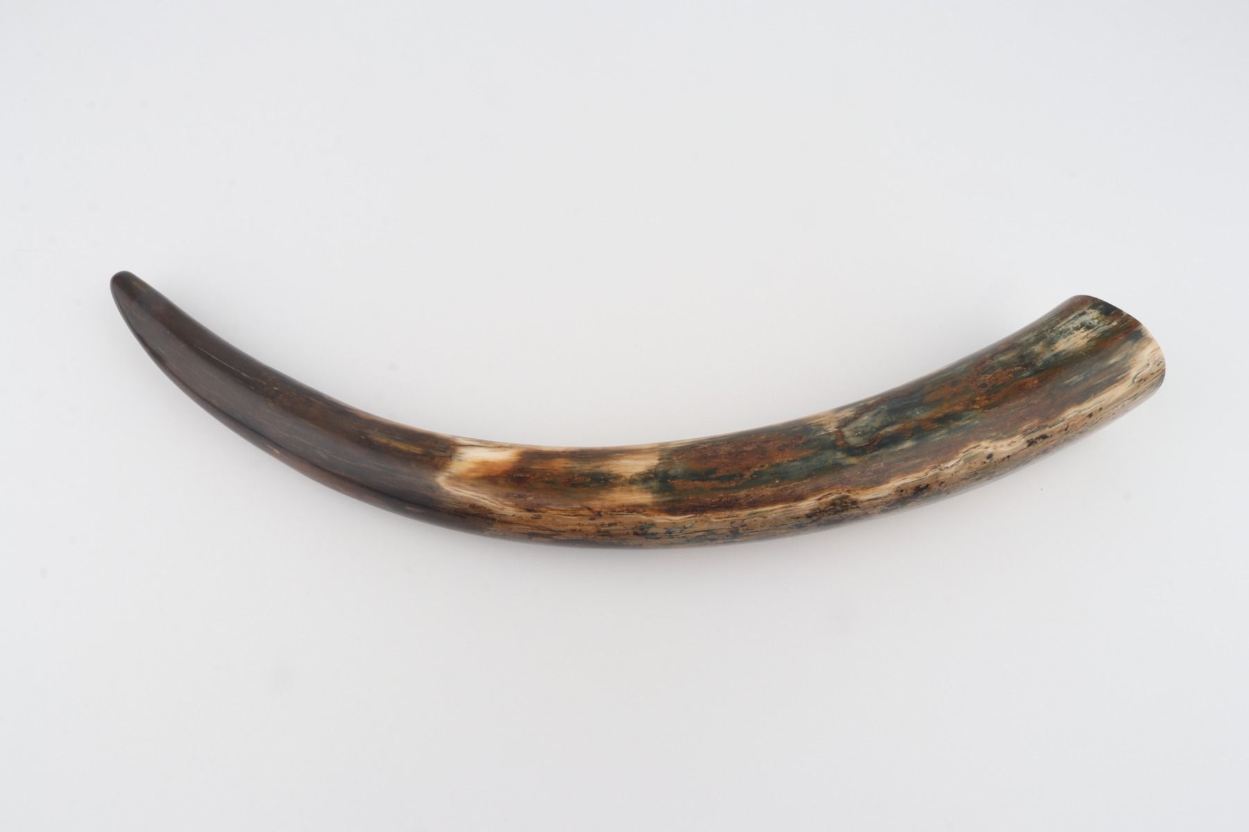 Restored mammoth tusk tip