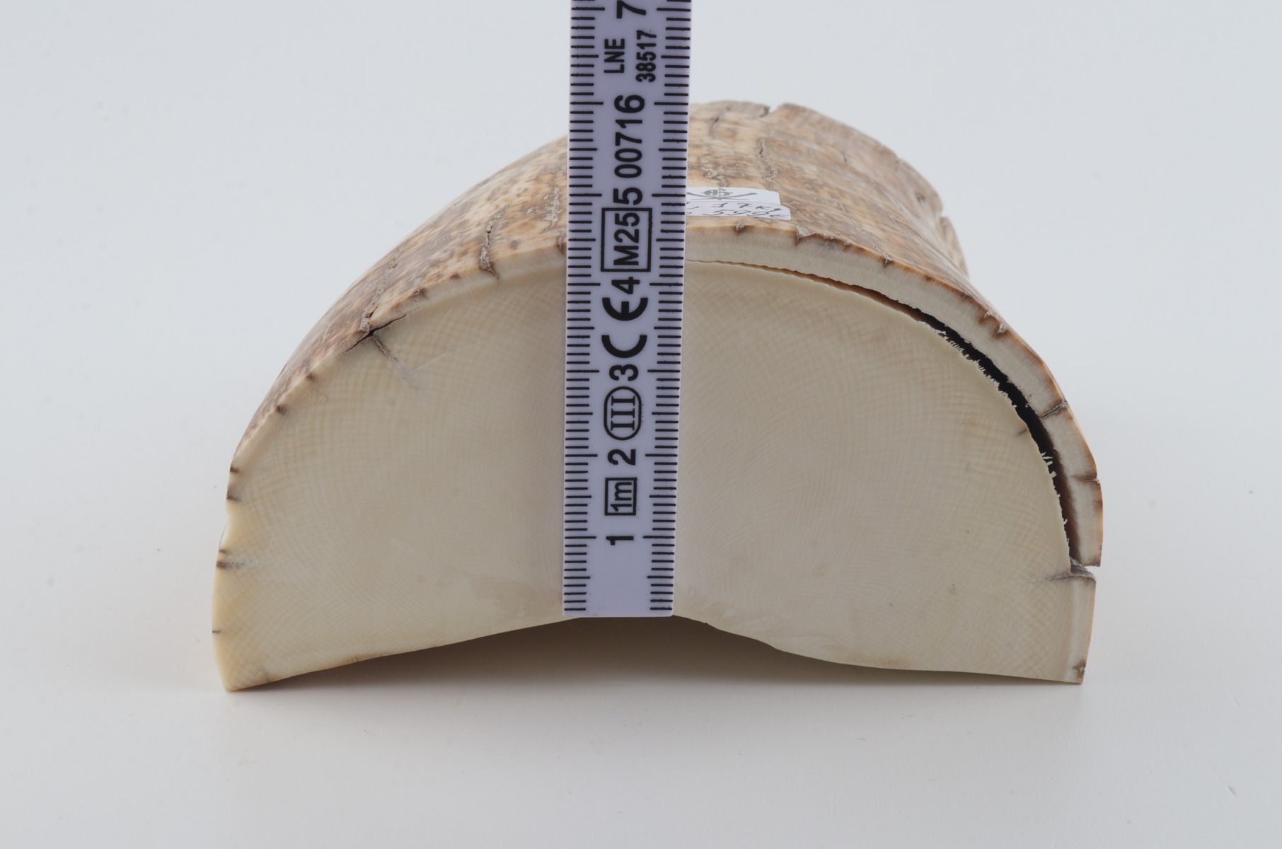 Natural mammoth tusk piece