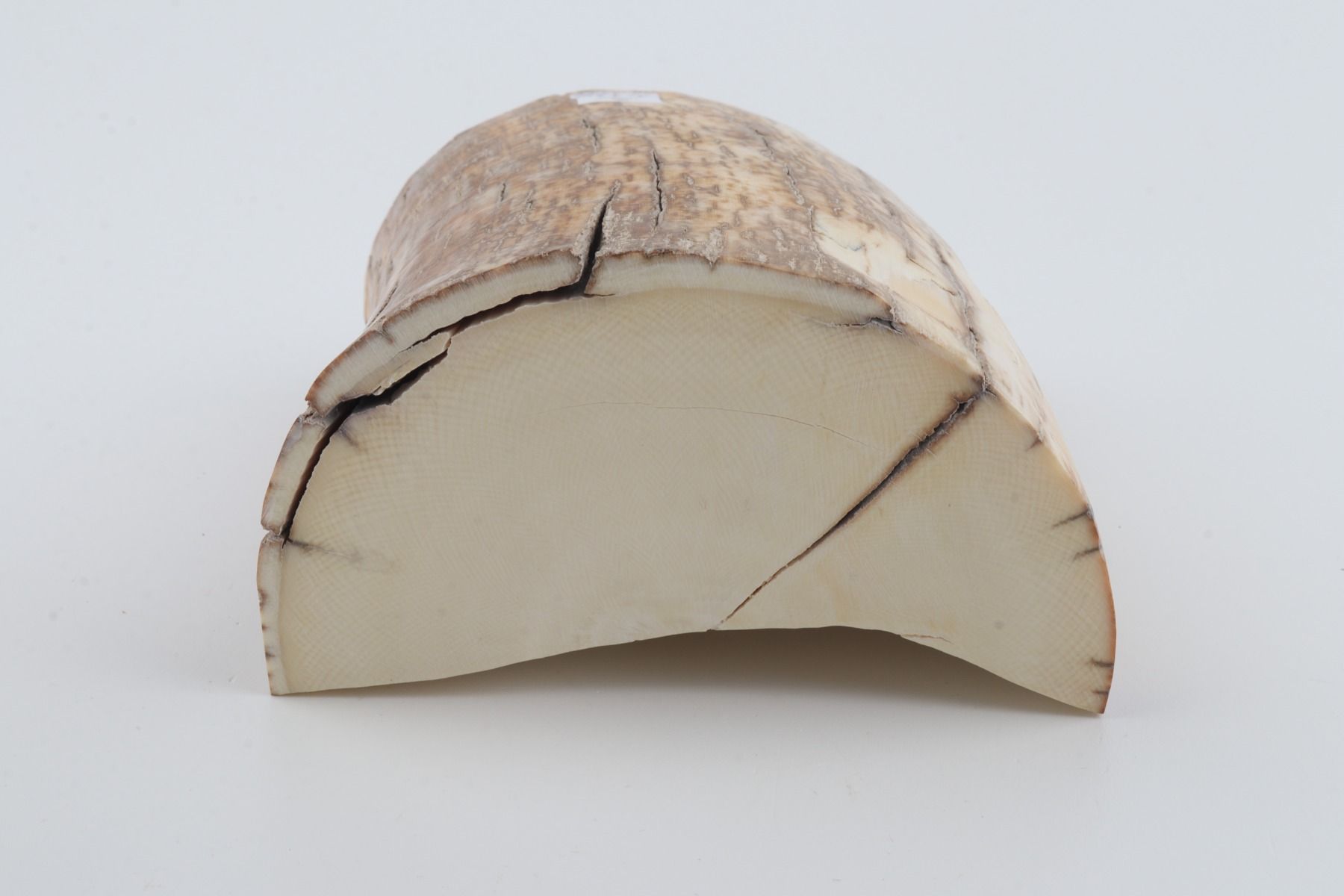 Natural mammoth tusk piece