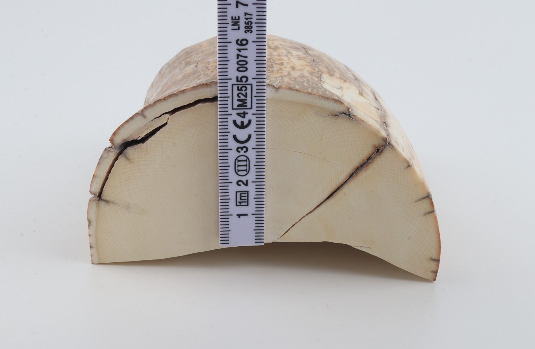 Natural mammoth tusk piece