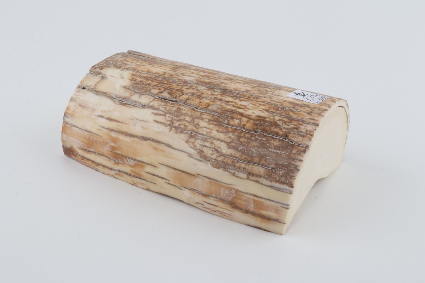 Natural mammoth tusk piece