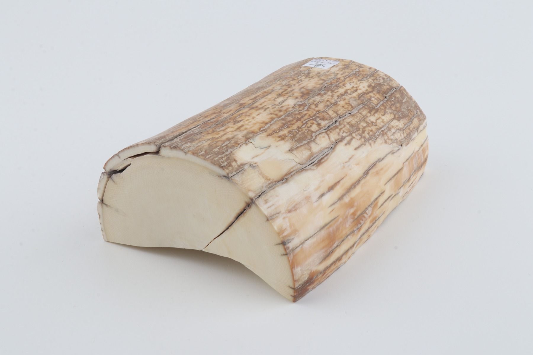 Natural mammoth tusk piece