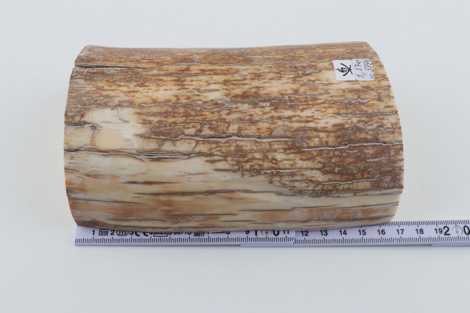 Natural mammoth tusk piece