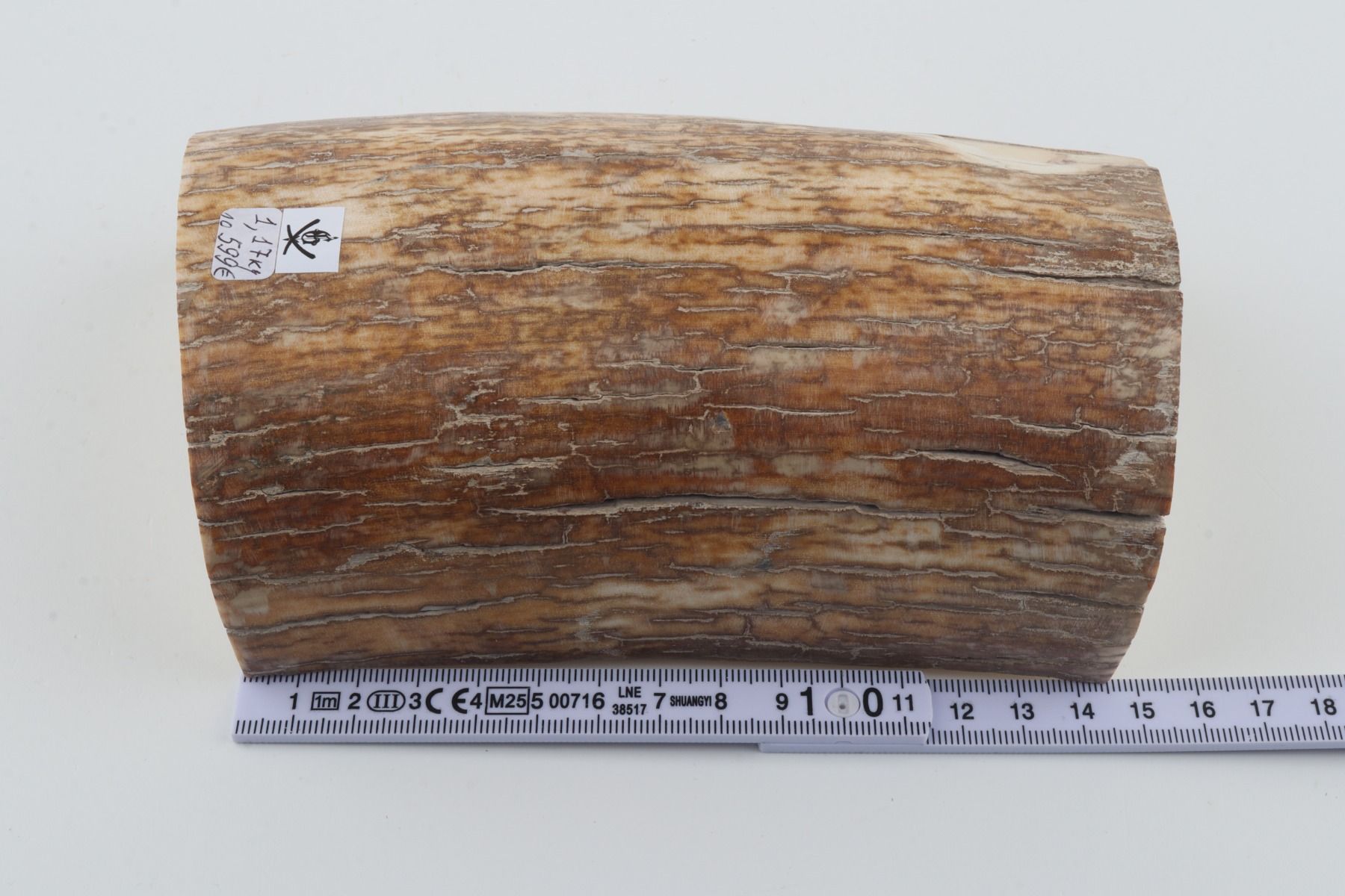 Natural mammoth tusk piece