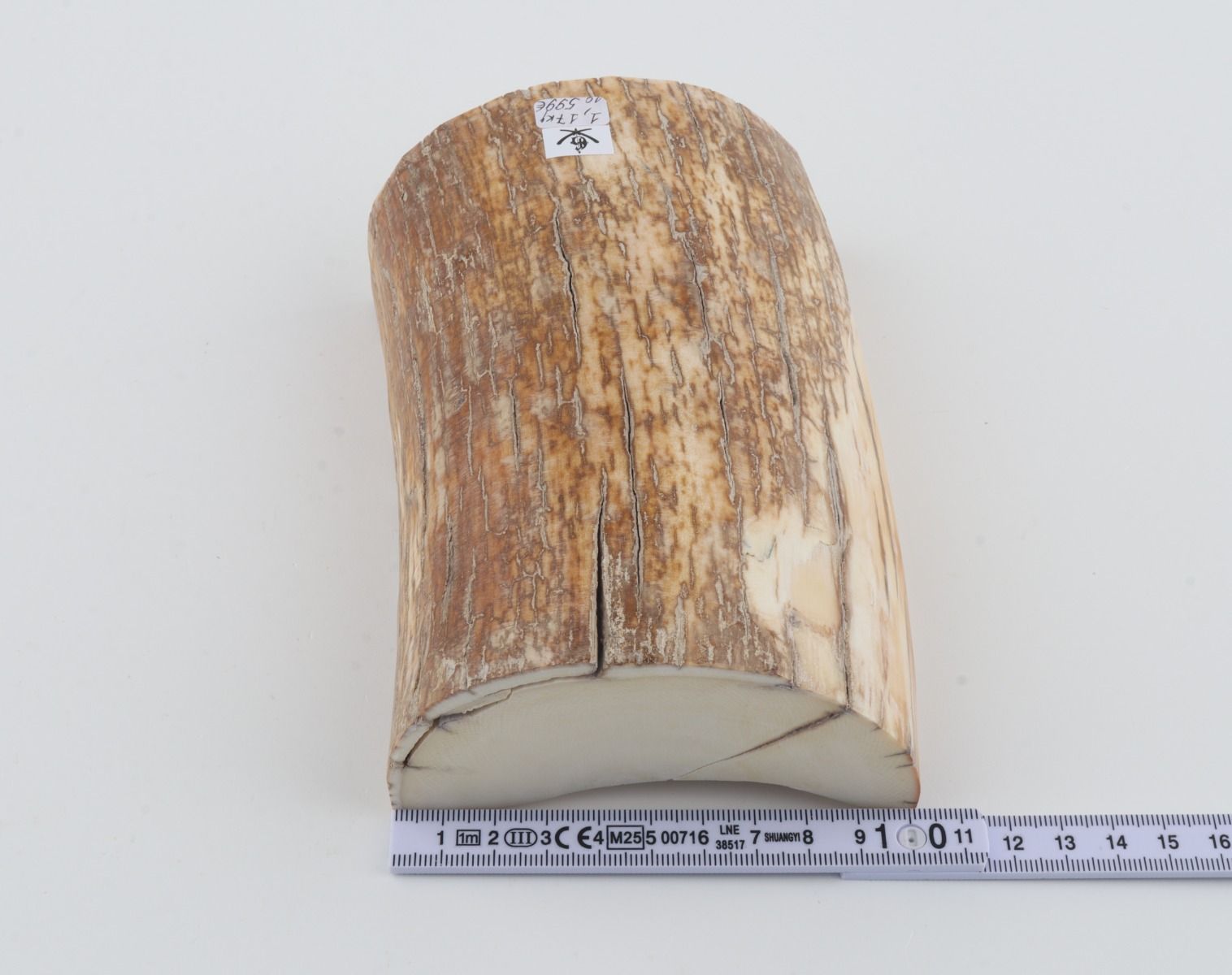Natural mammoth tusk piece