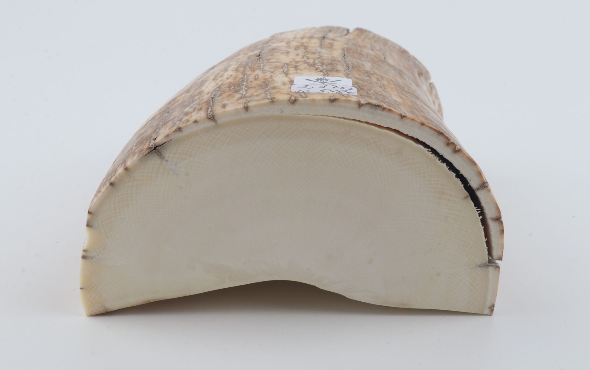 Natural mammoth tusk piece