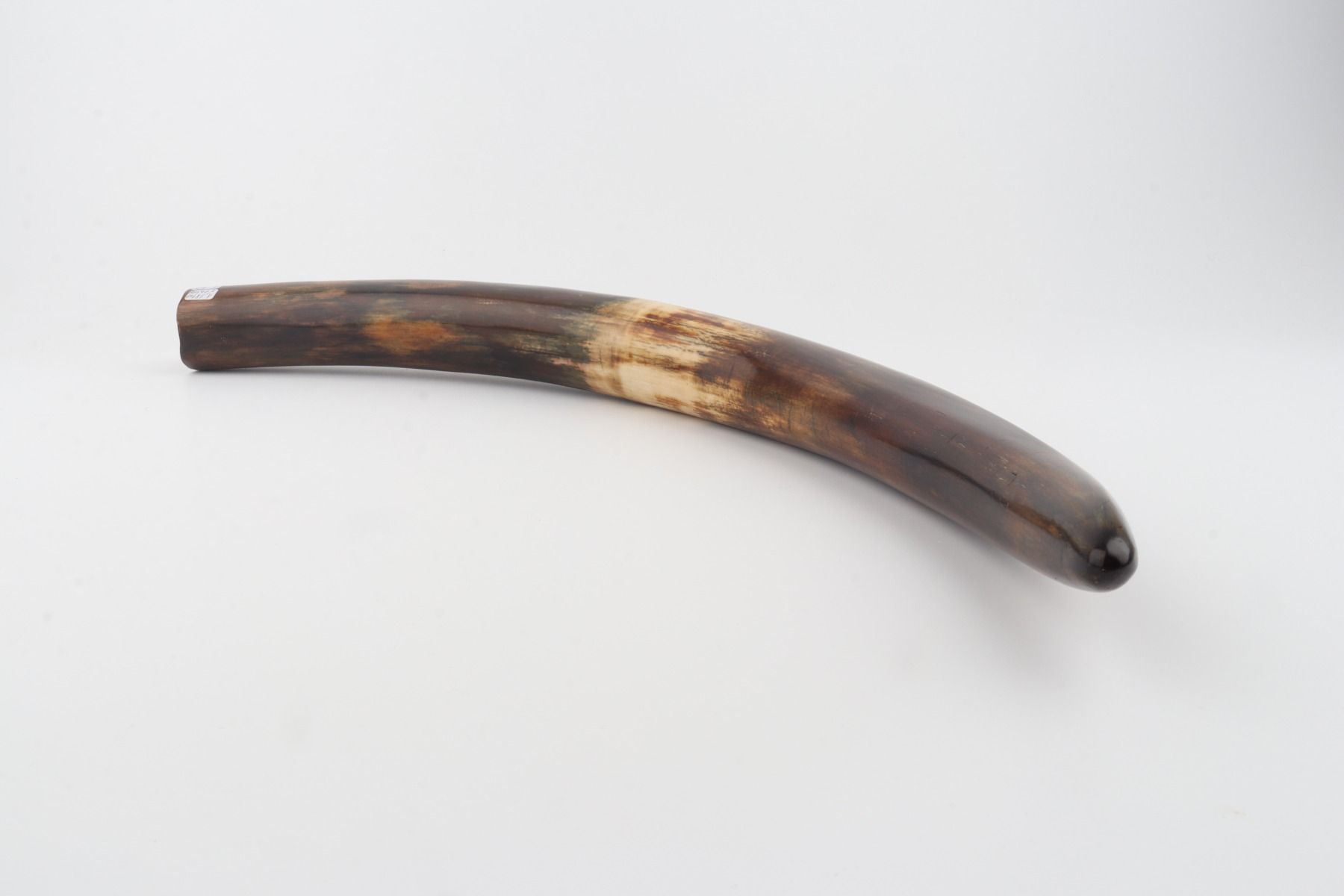 Restored woolly mammoth tusk