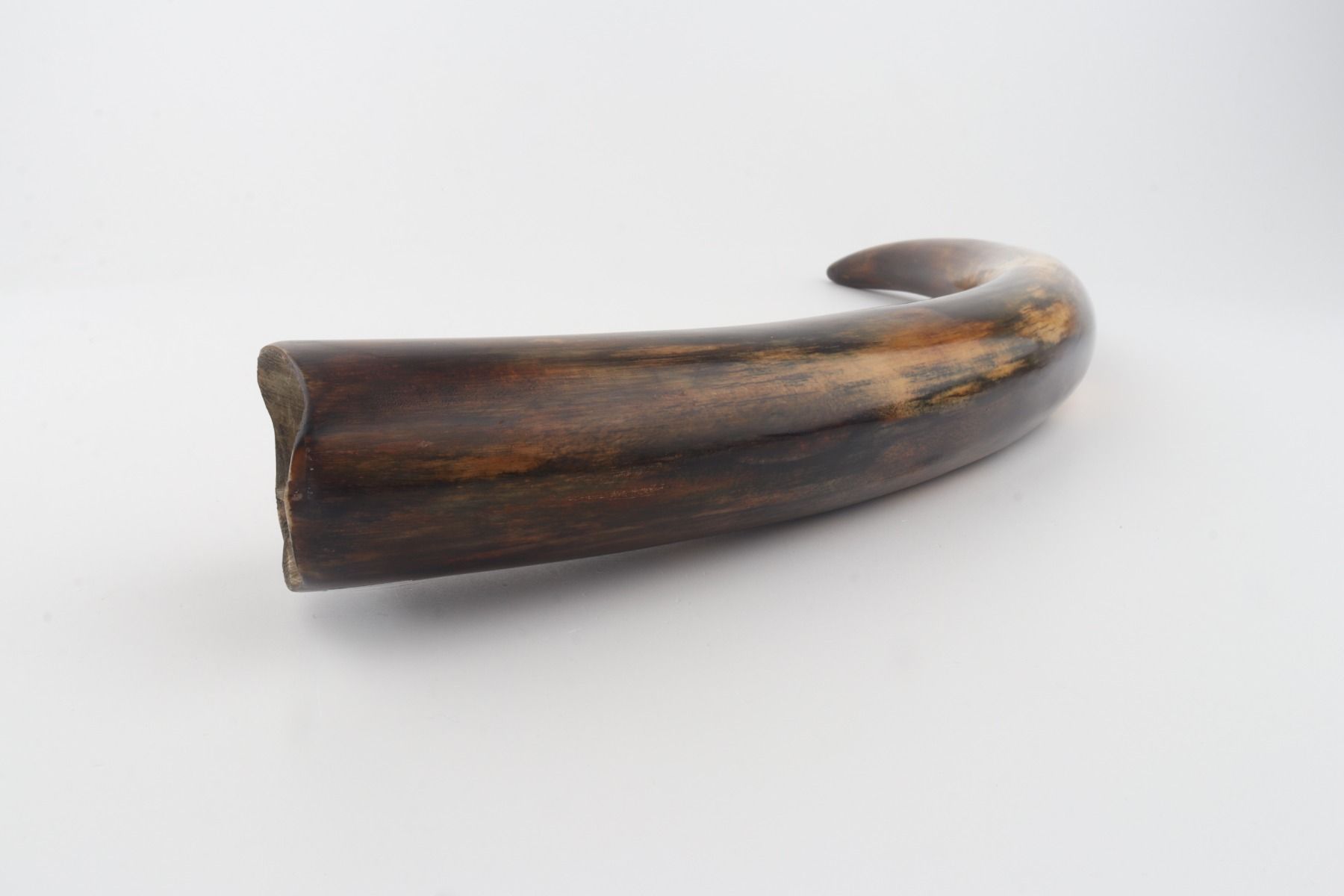 Restored woolly mammoth tusk