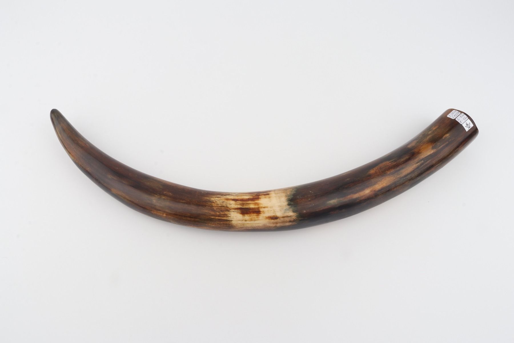 Restored woolly mammoth tusk