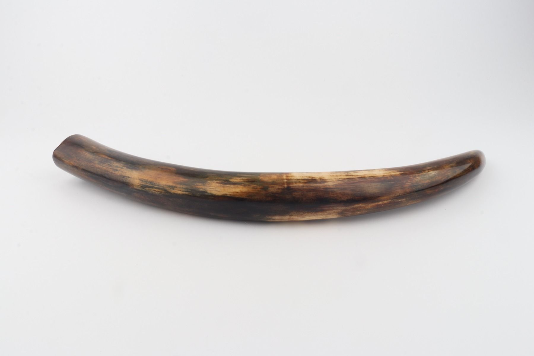 Restored woolly mammoth tusk