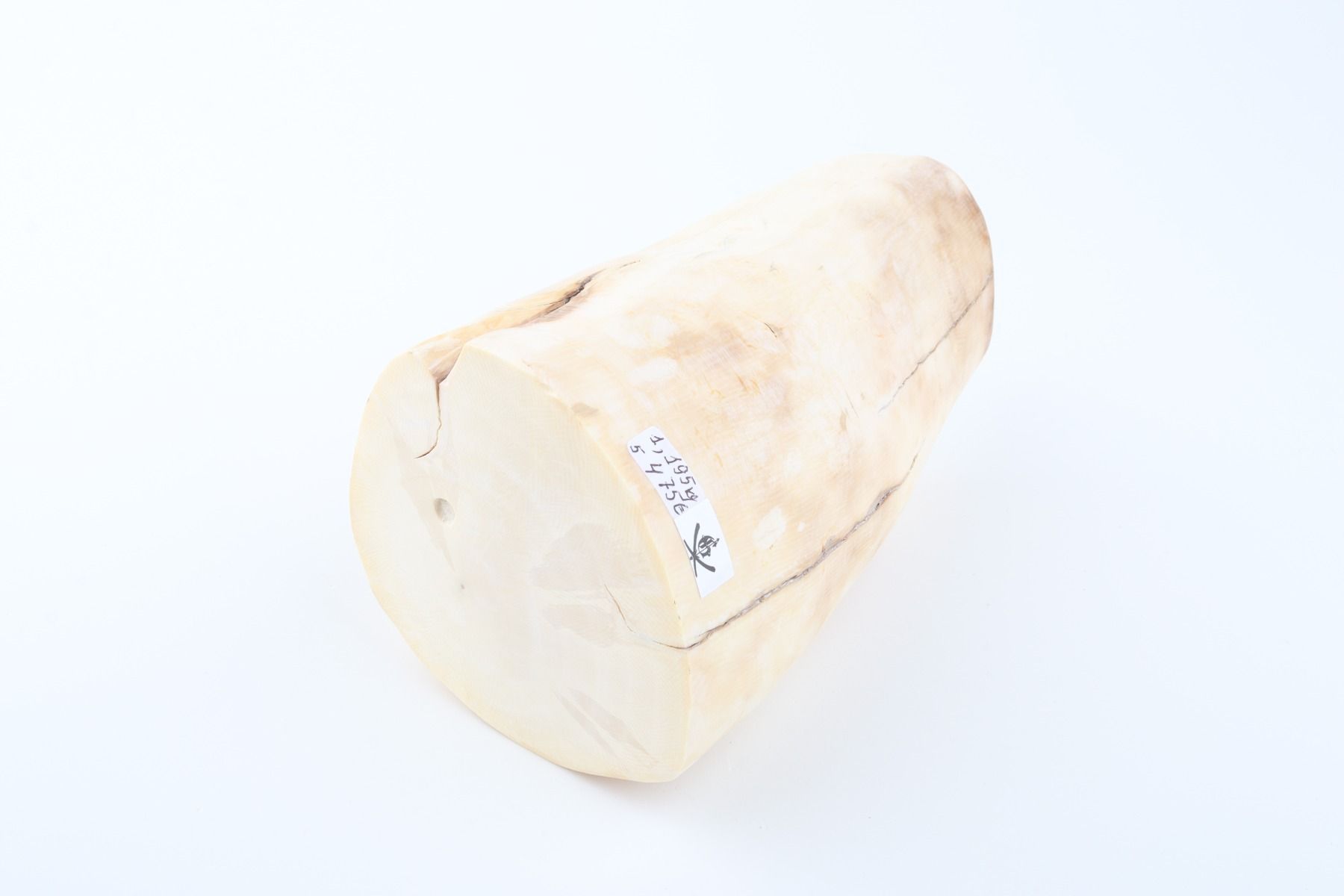 Round mammoth ivory piece