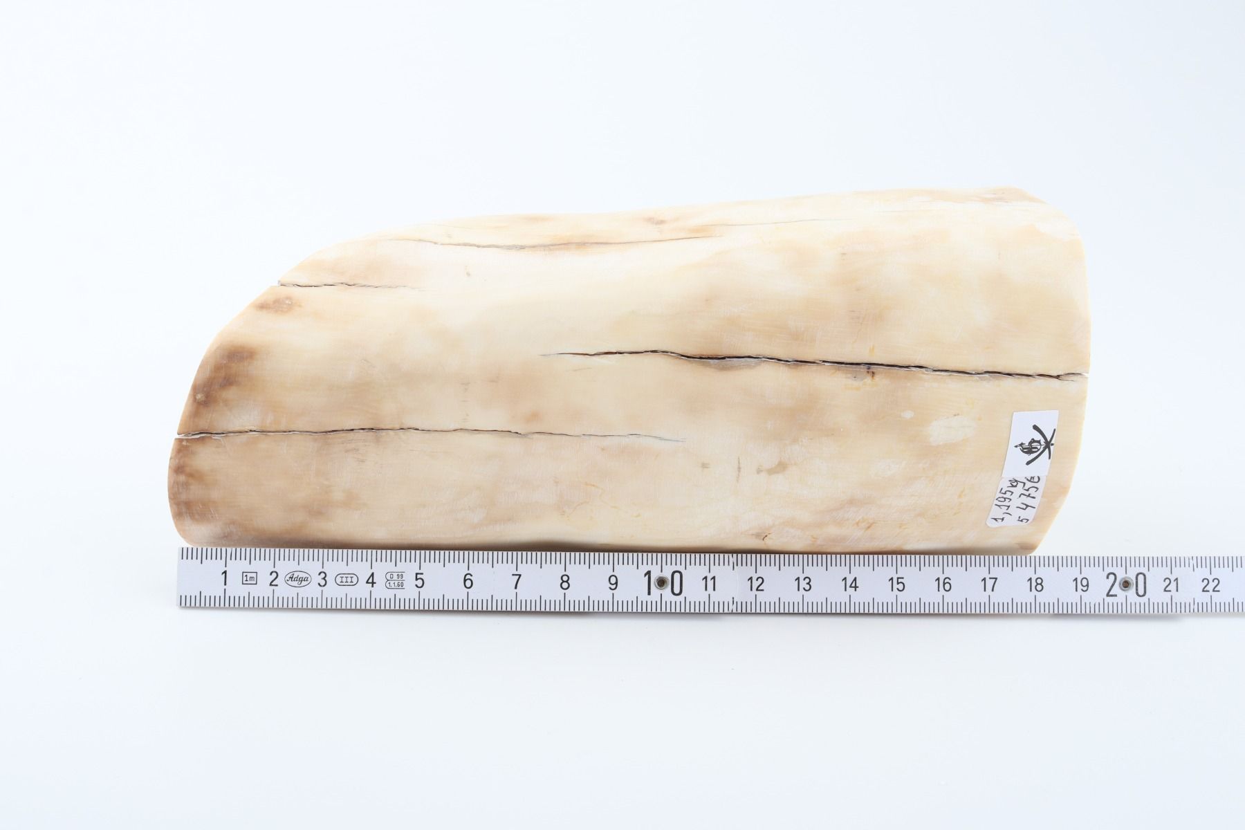 Round mammoth ivory piece