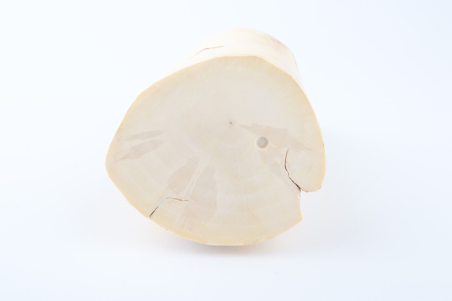 Round mammoth ivory piece