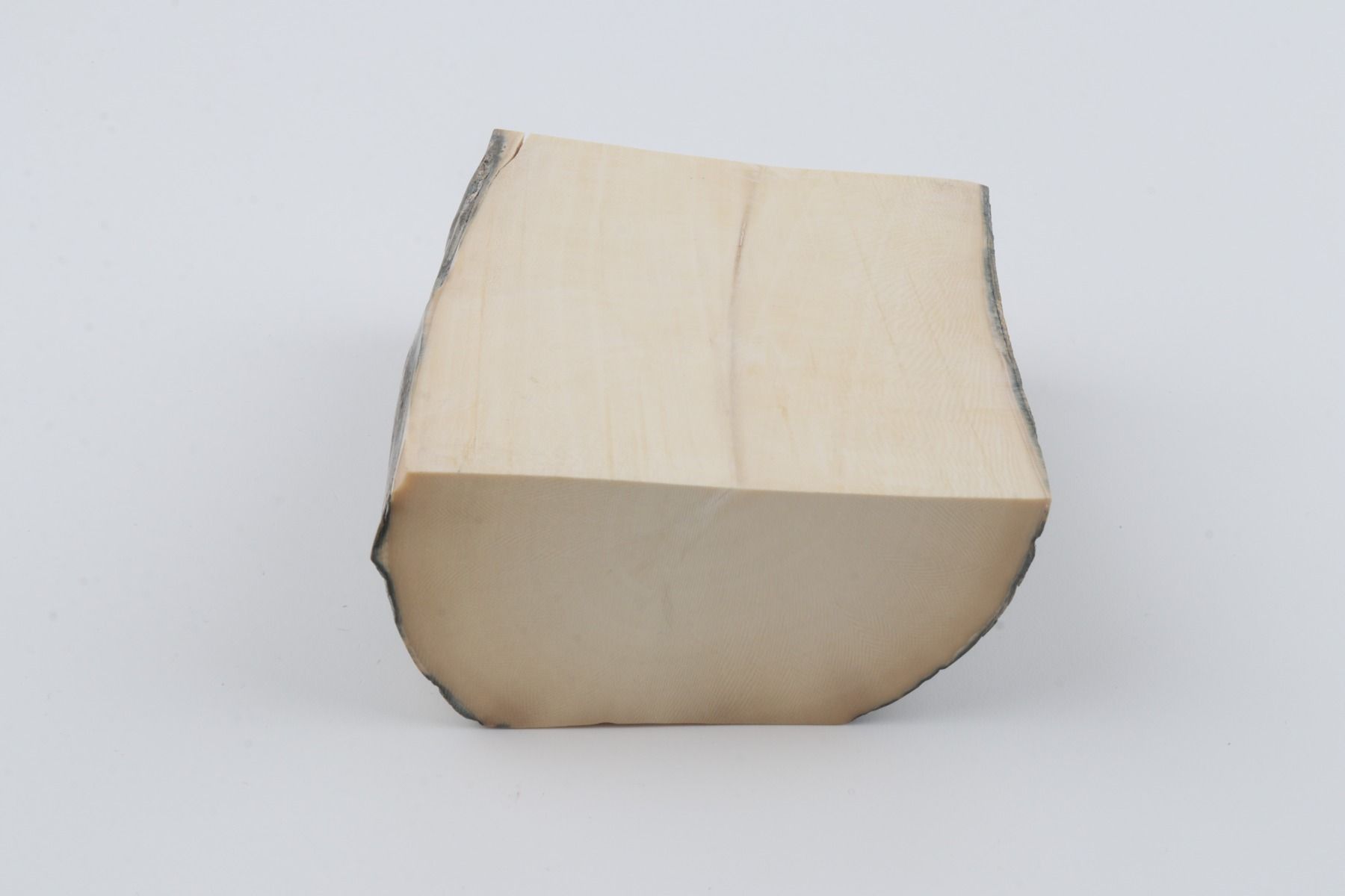 White mammoth ivory segment