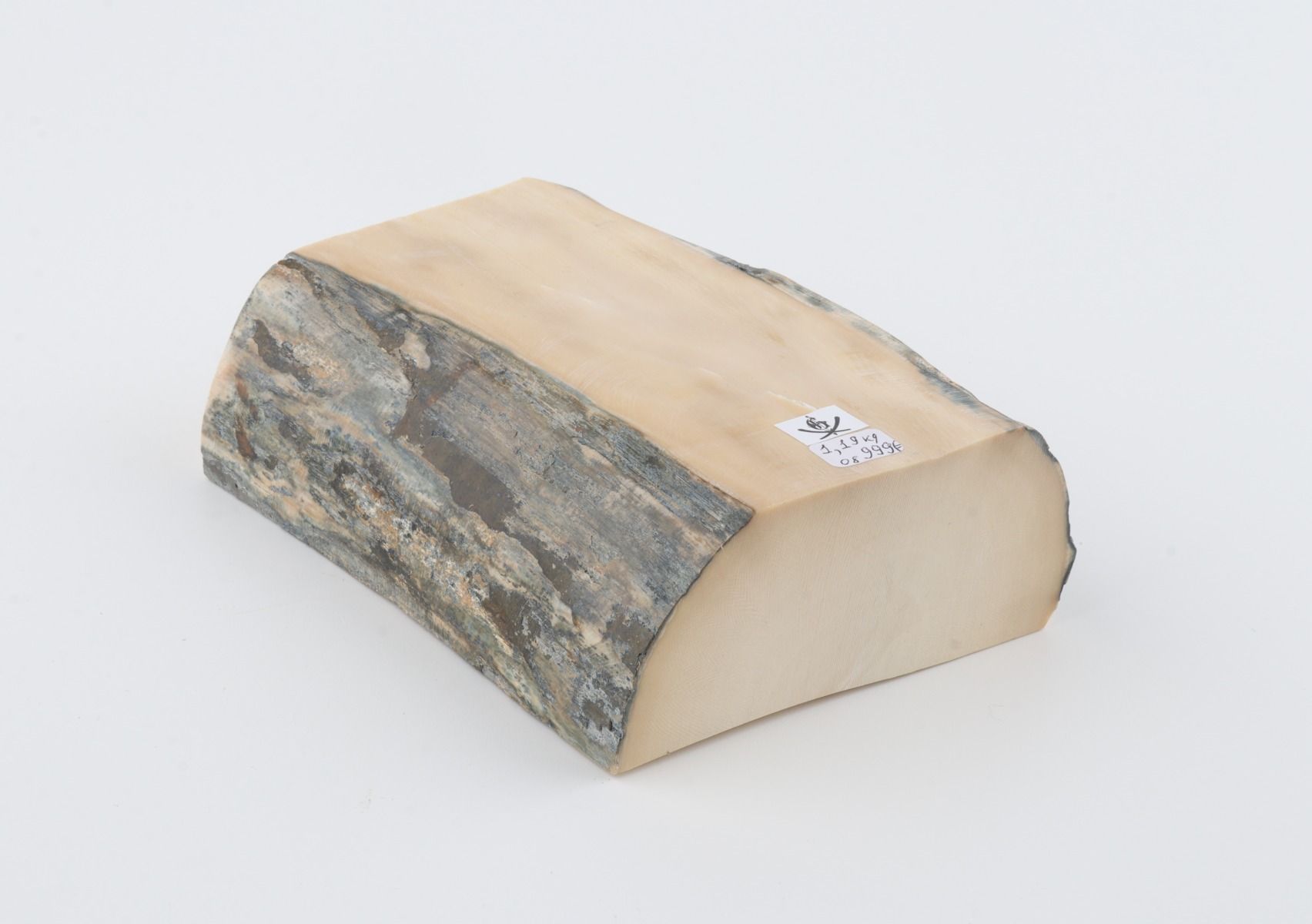 White mammoth ivory segment