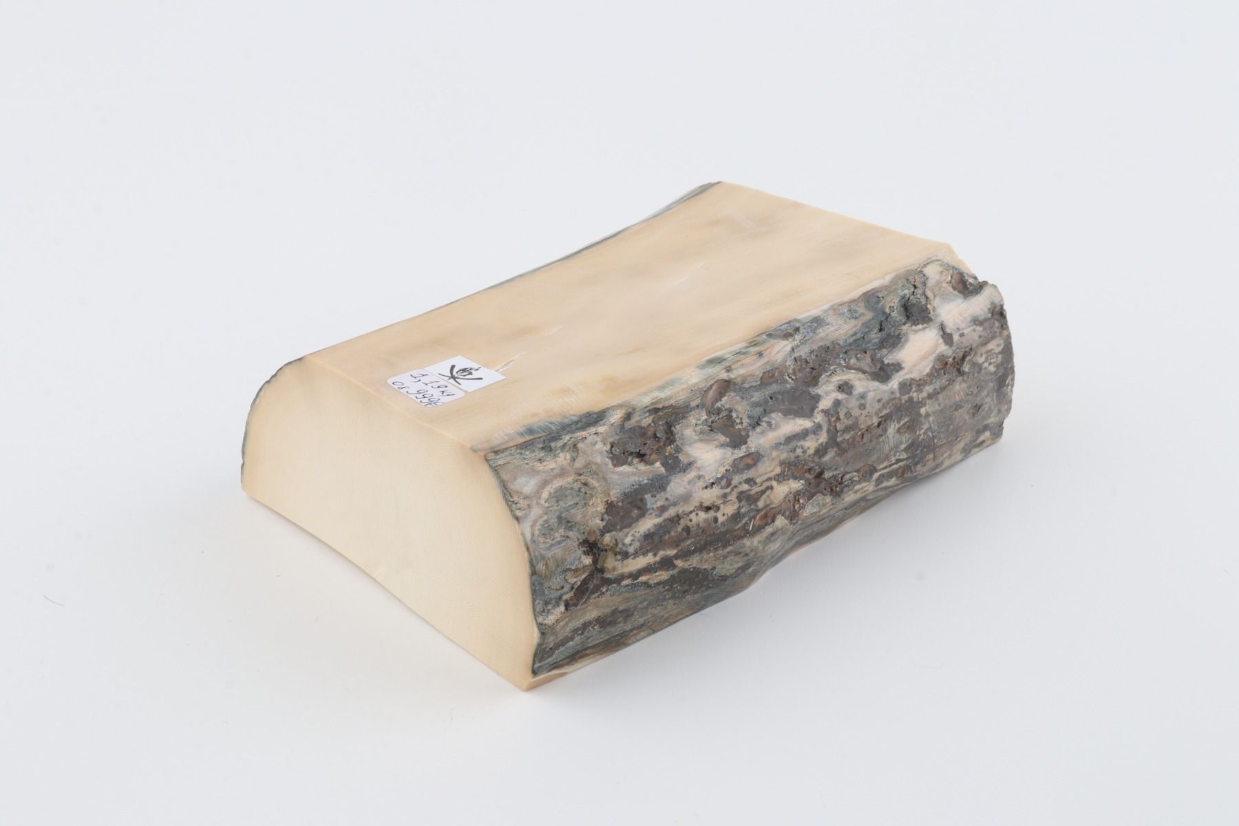 White mammoth ivory segment
