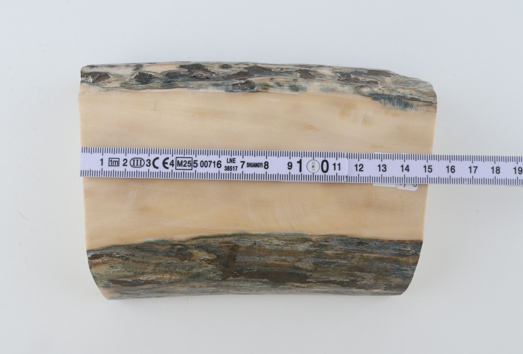 White mammoth ivory segment