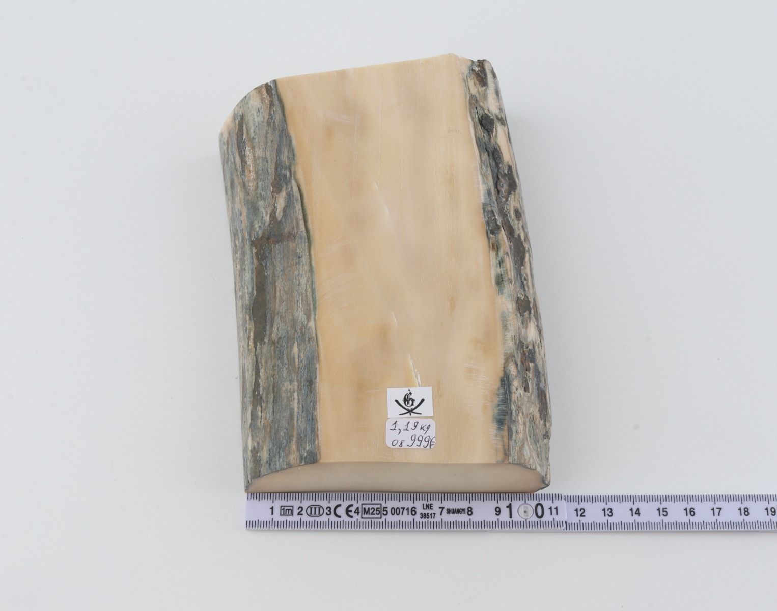 White mammoth ivory segment
