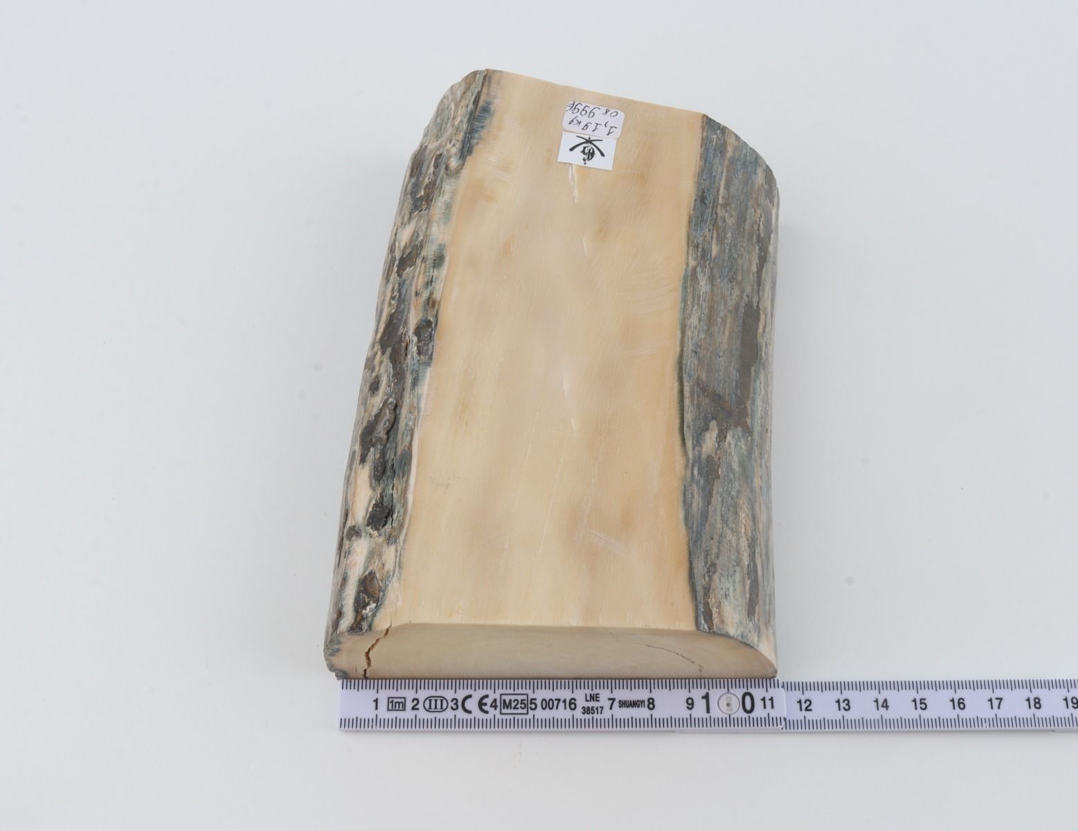 White mammoth ivory segment